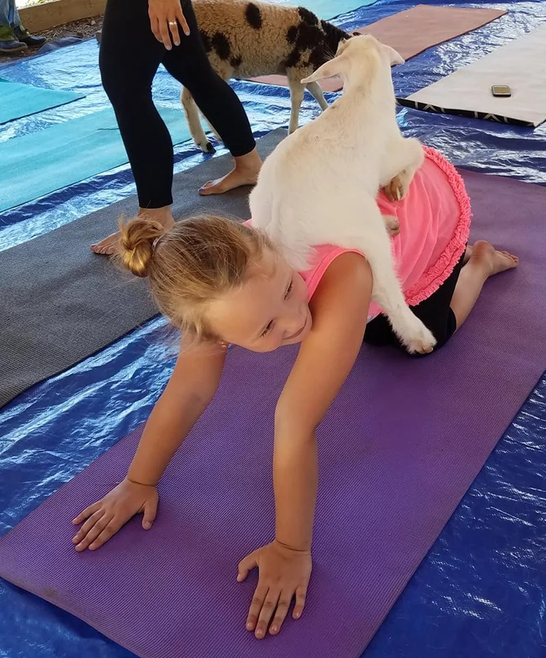 Goat Yoga - Health &amp; Wellness Day June 14th