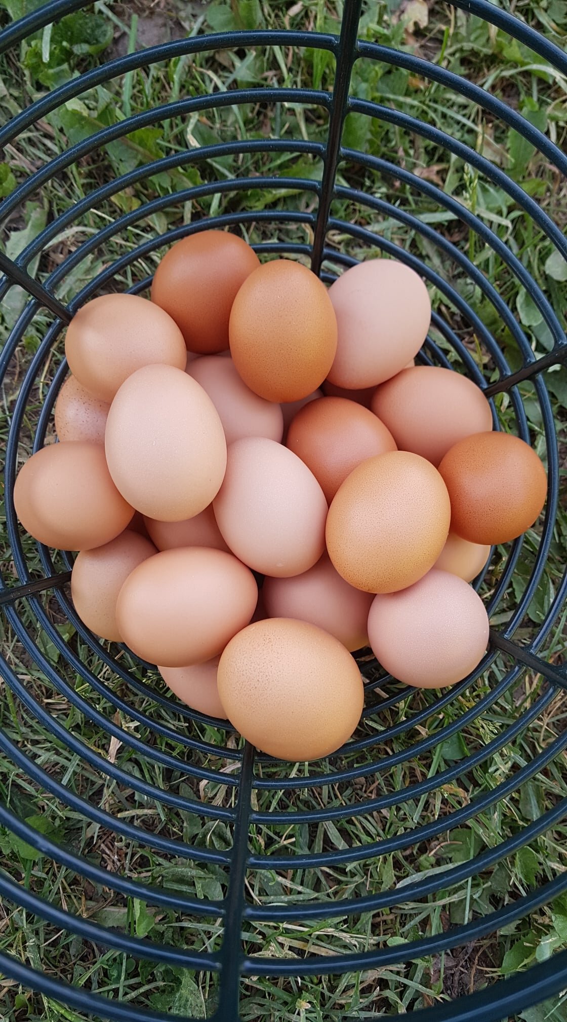 eggs in basket.jpg