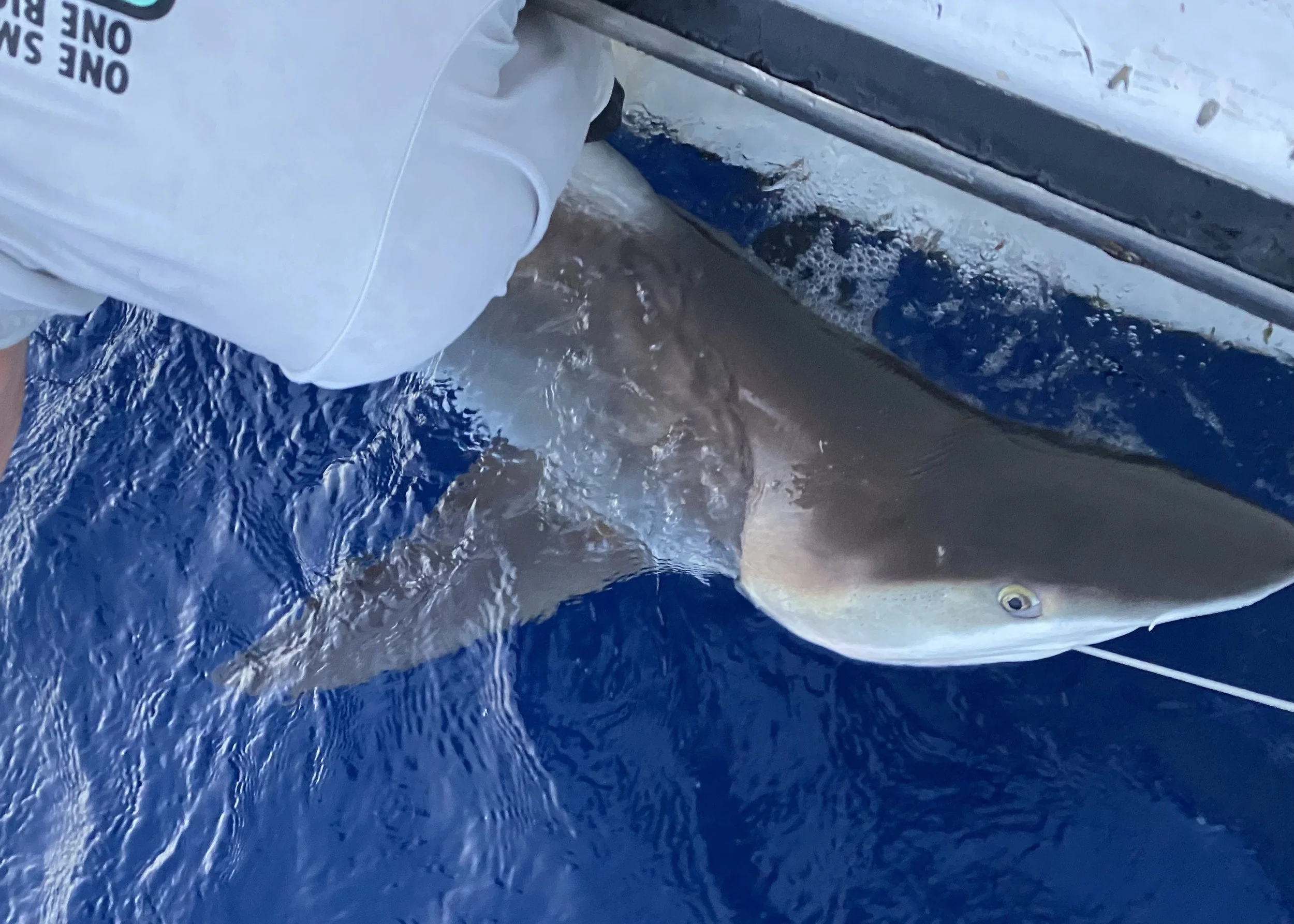 Sandbar Shark Adoption