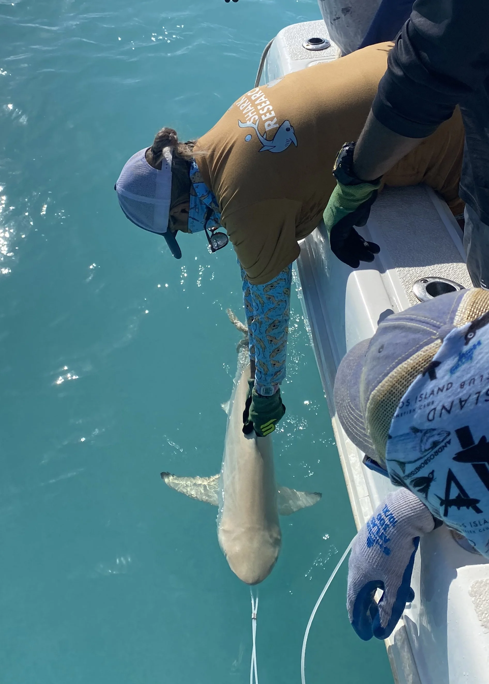 Blacktip Shark - Female 120cm