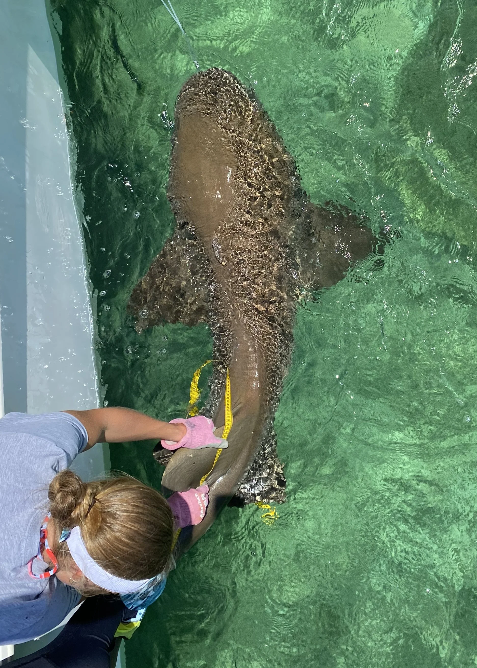 Nurse Shark Adoption