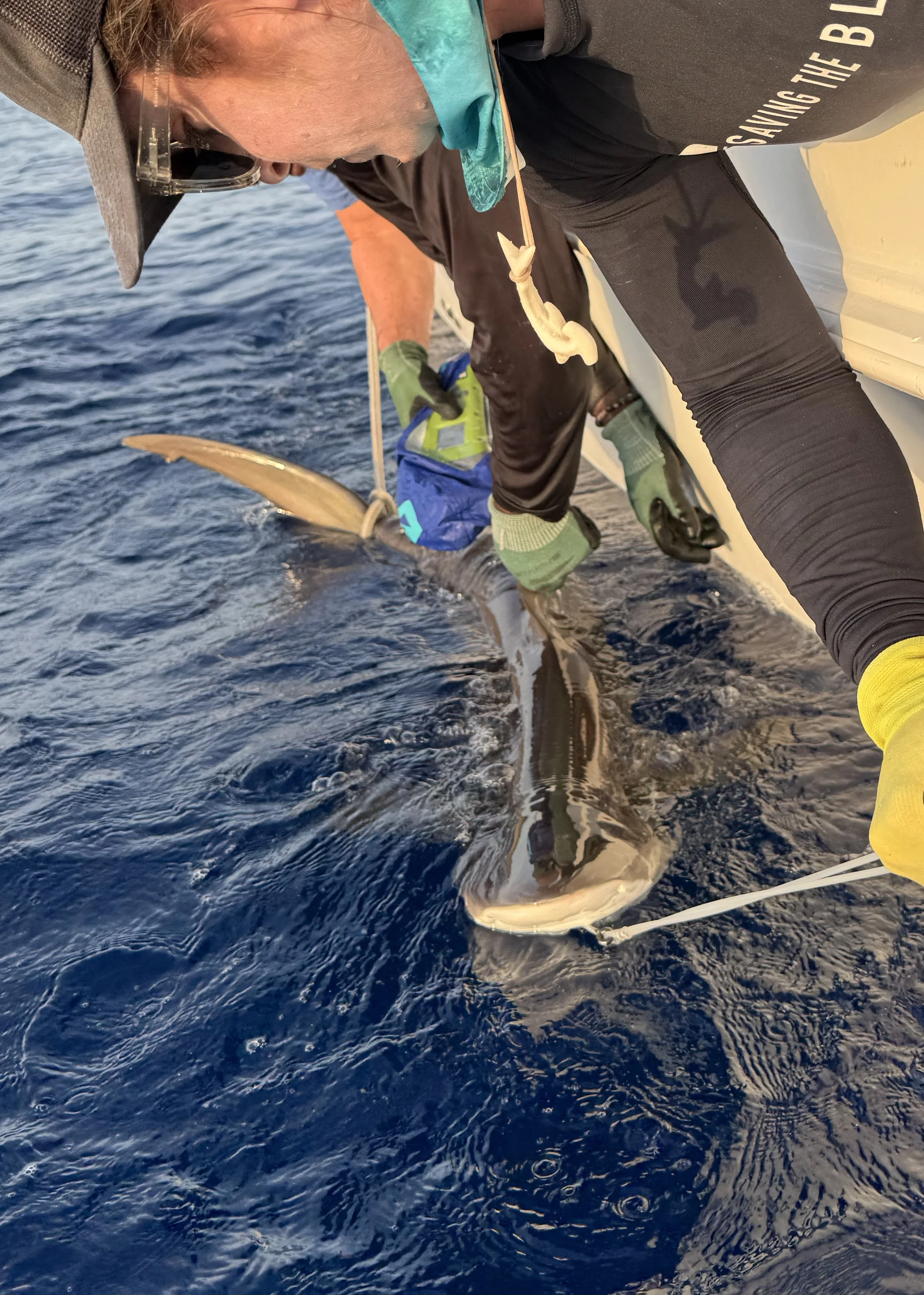 Silky Shark - Male 160cm