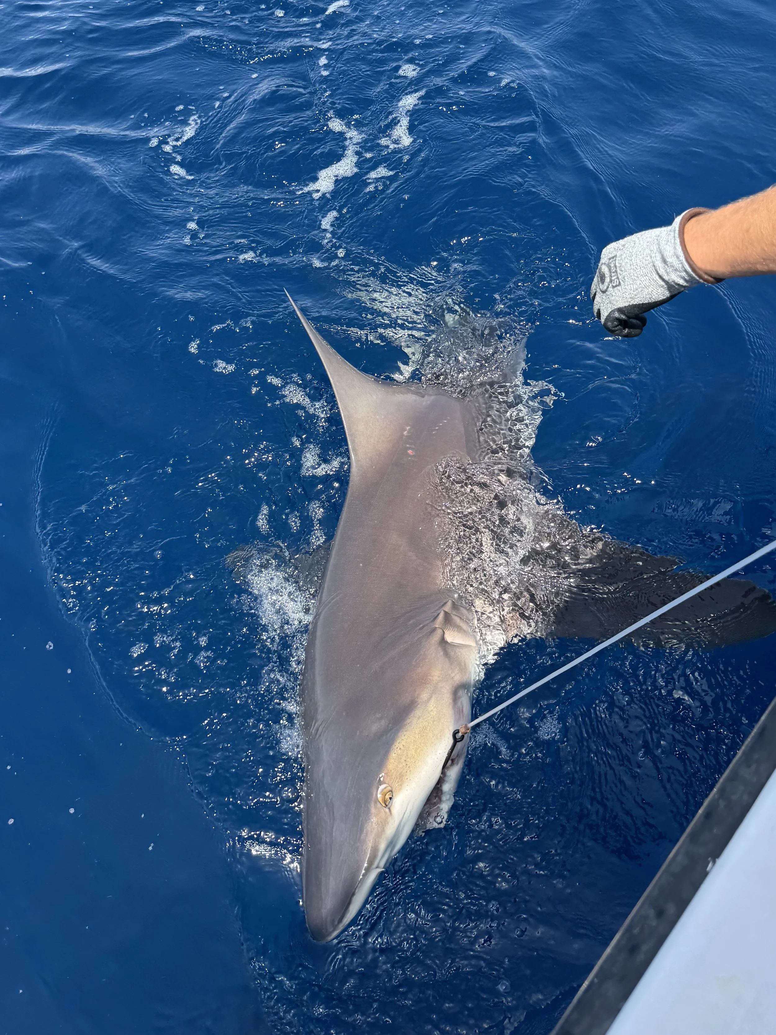 Sandbar Shark Adoption