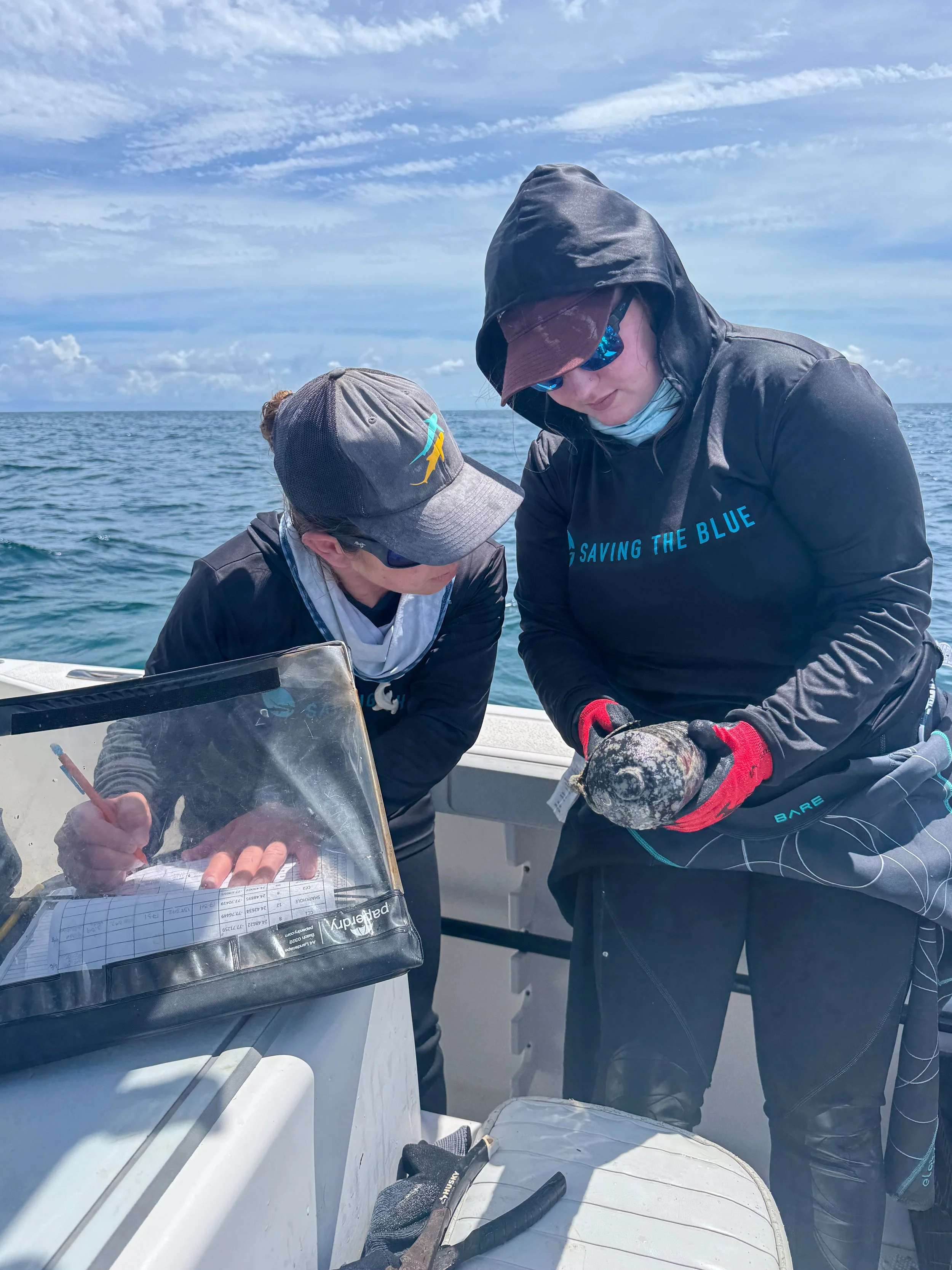 Saving the Blue - 501 c 3 - Nonprofit - Sharks - Shark - Shark Tag - Shark Tagging - Marine Biology - Shark Research - Bahamas - Florida - Shark Researcher - Gabby Lozada - Shark Nonprofit - Help Sharks - Save Sharks - Hammerhead - Silky - Tiger