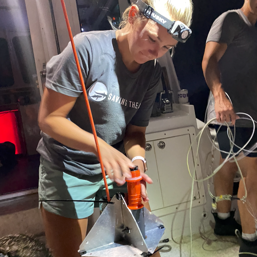 Saving the Blue - Fahlo - My Fahlo - Shark Tag - Shark Research - Shark Tagging - Shark Tracking - Non profit - Sharks  - Hammerhead - Shark - Silky Shark - Donate to Charity