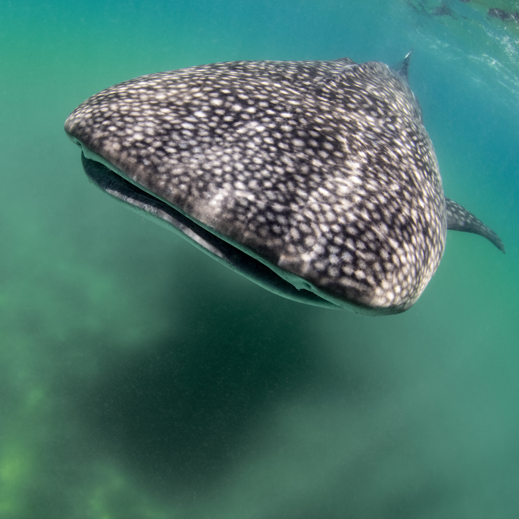 Saving the Blue - Ambassador - Save Sharks - Donation - Support - Nonprofit - Sharks - Research - Beach Clean - Conservation