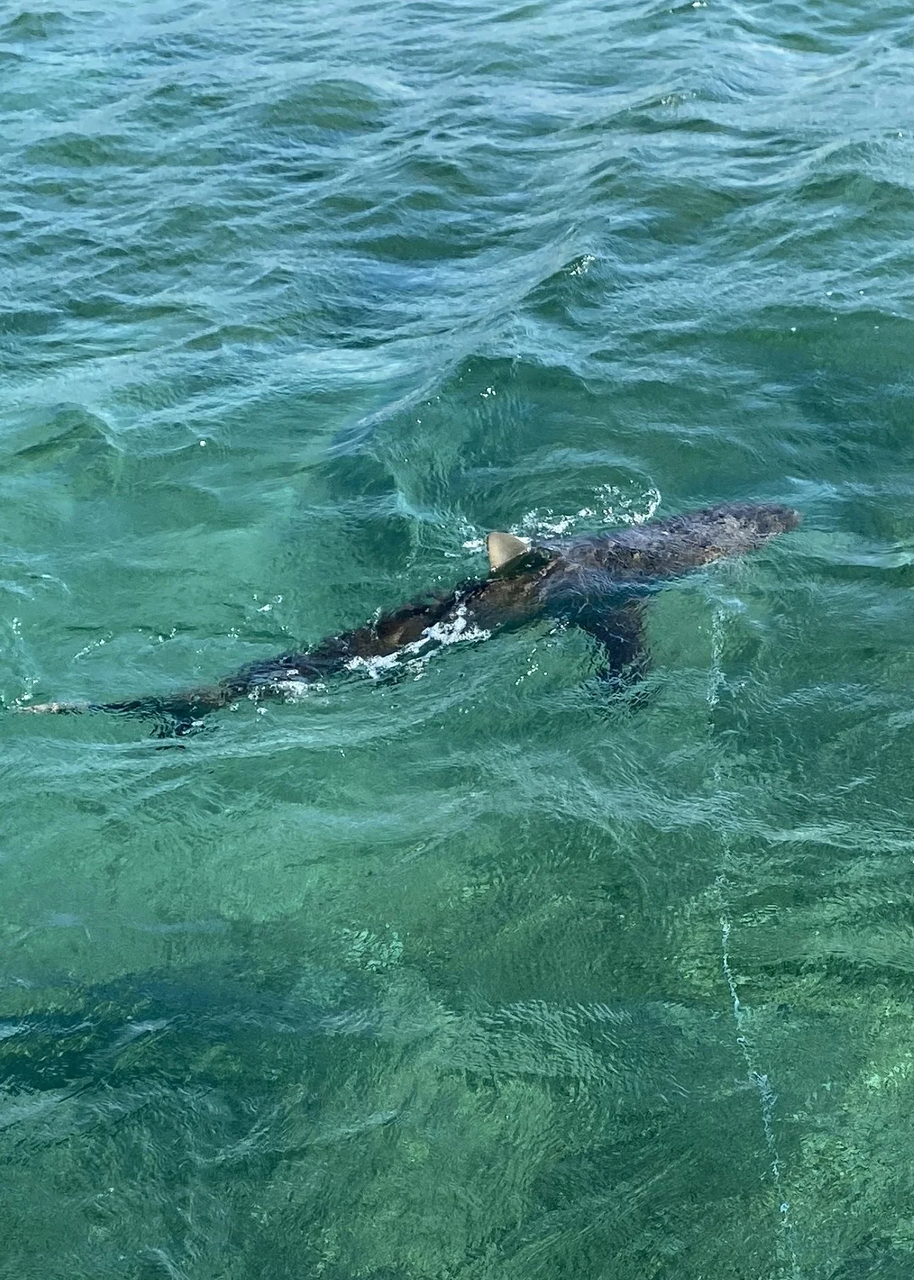 Reef Shark Adoption