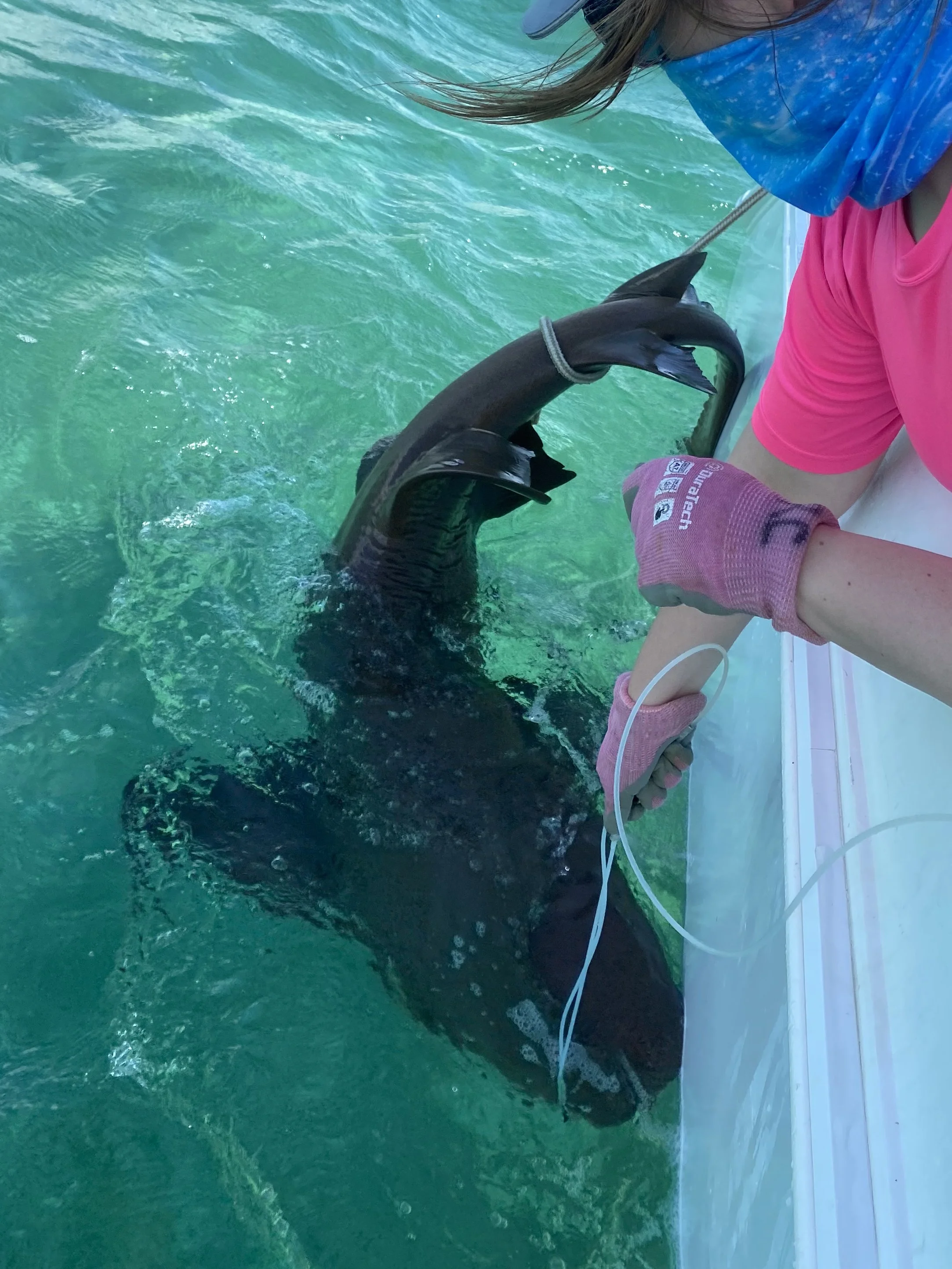 Nurse Shark Adoption