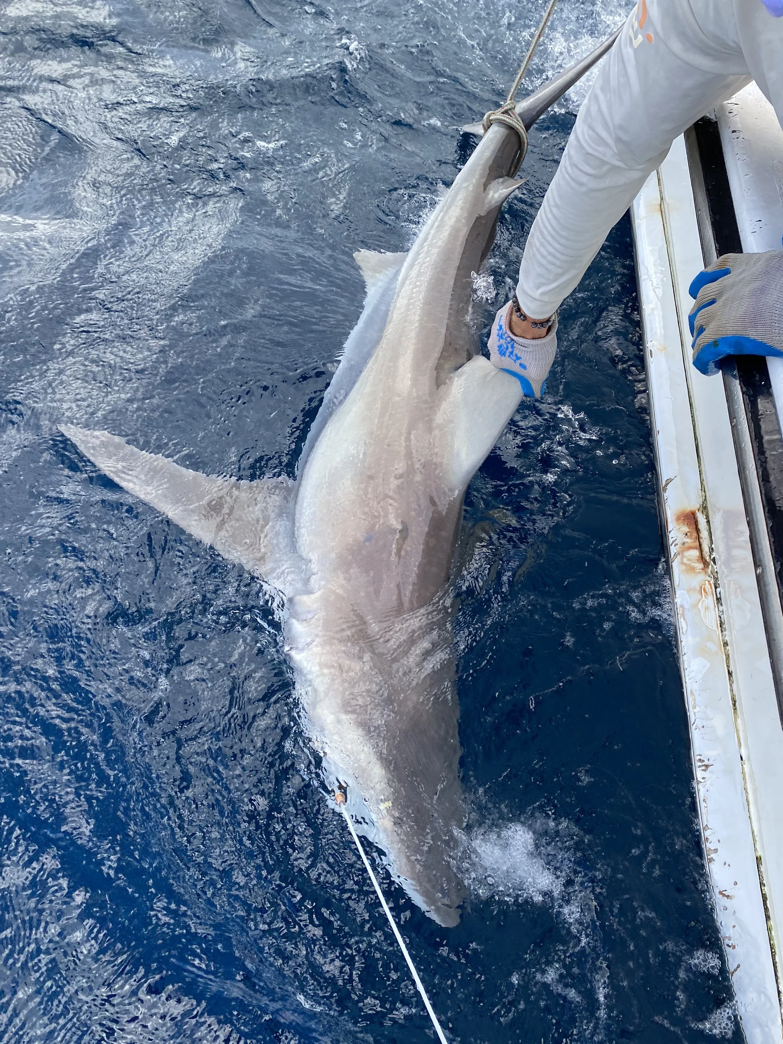 Sandbar Shark Adoption