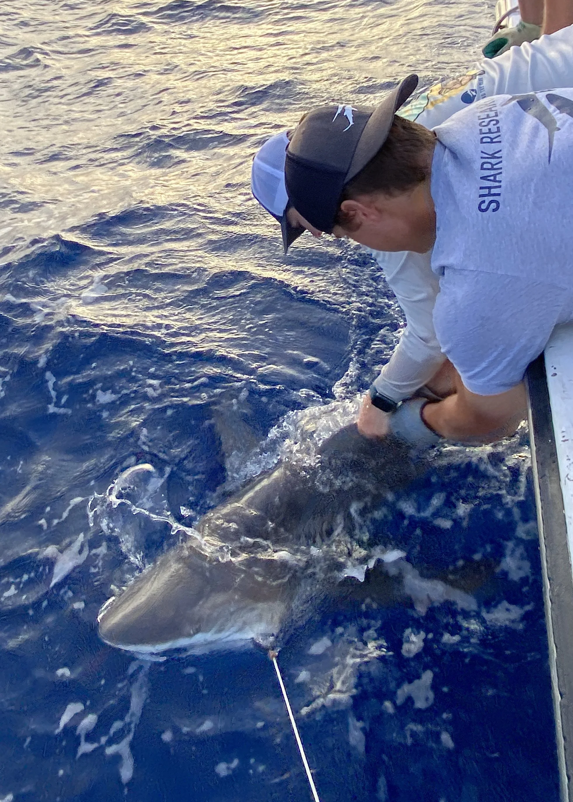 Sandbar Shark Adoption