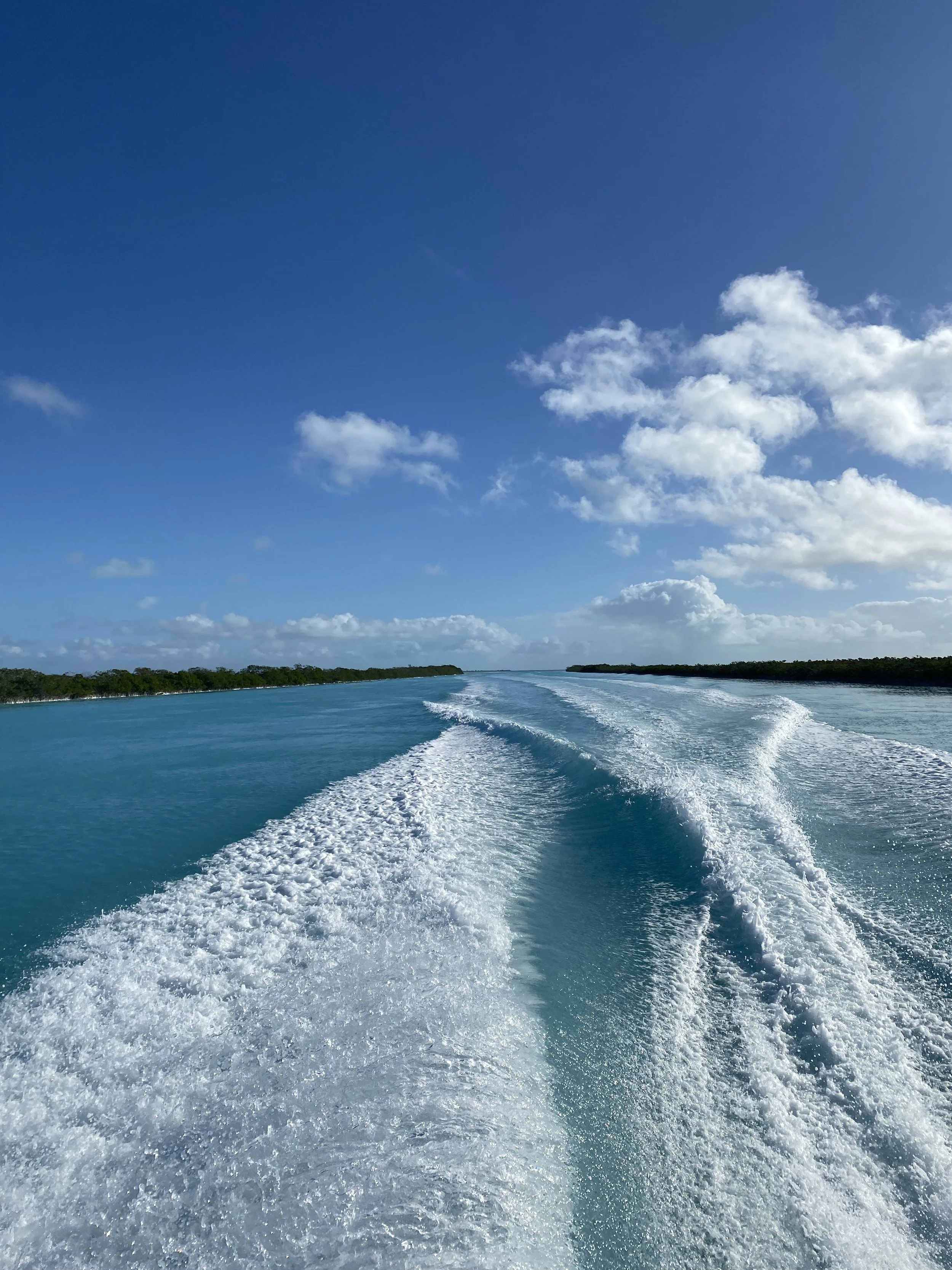 Saving the Blue - 501 c 3 - Nonprofit - Sharks - Shark - Shark Tag - Shark Tagging - Marine Biology - Shark Research - Bahamas - Florida - Shark Researcher - Beach Clean - Shark Nonprofit - Help Sharks - Save Sharks - Hammerhead - Sawfish - Tiger