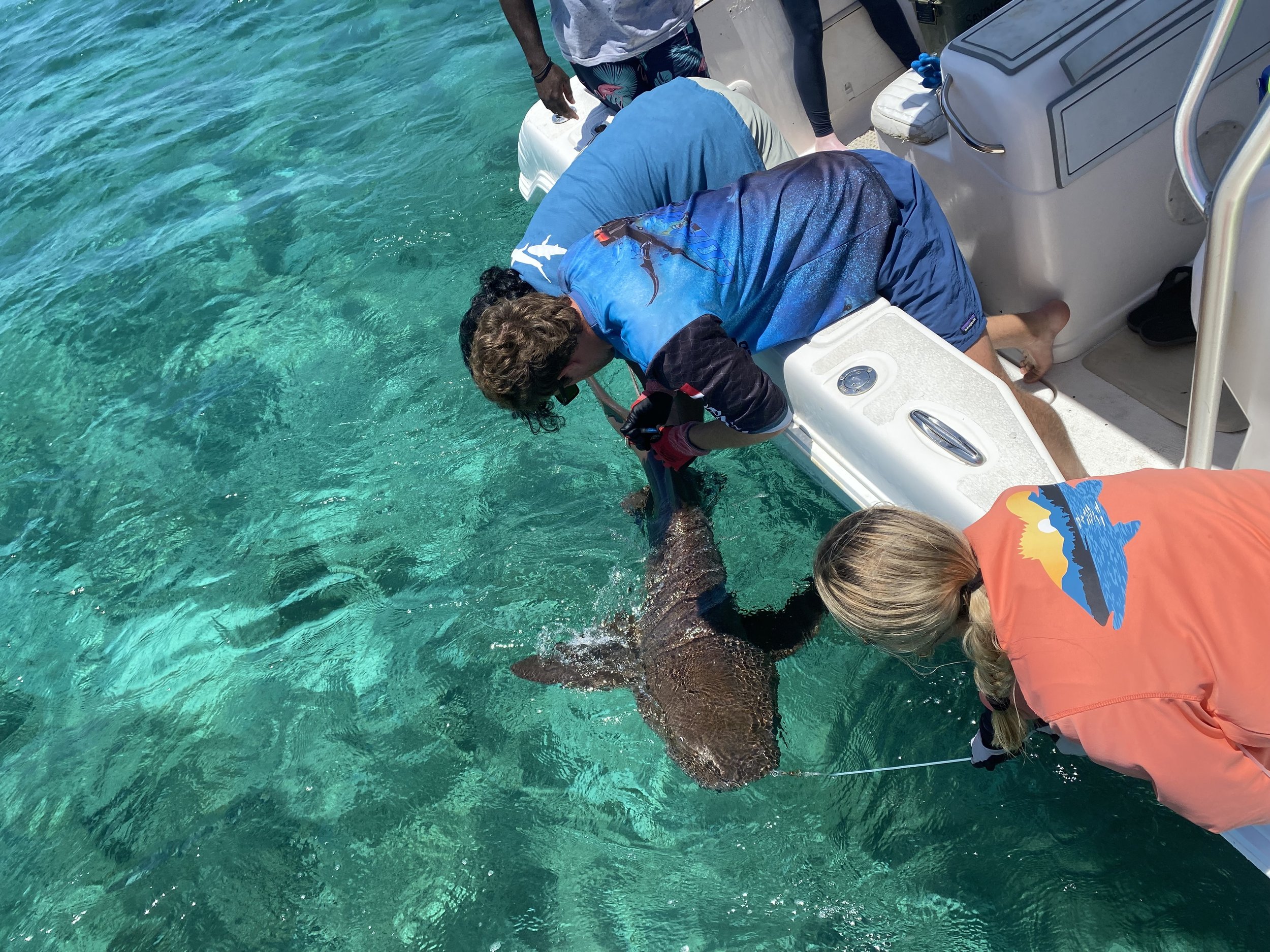 Saving the Blue - 501 c 3 - Nonprofit - Sharks - Shark - Shark Tag - Shark Tagging - Marine Biology - Shark Research - Bahamas - Florida - Shark Researcher - Beach Clean - Shark Nonprofit - Help Sharks - Save Sharks - Hammerhead - Sawfish - Tiger