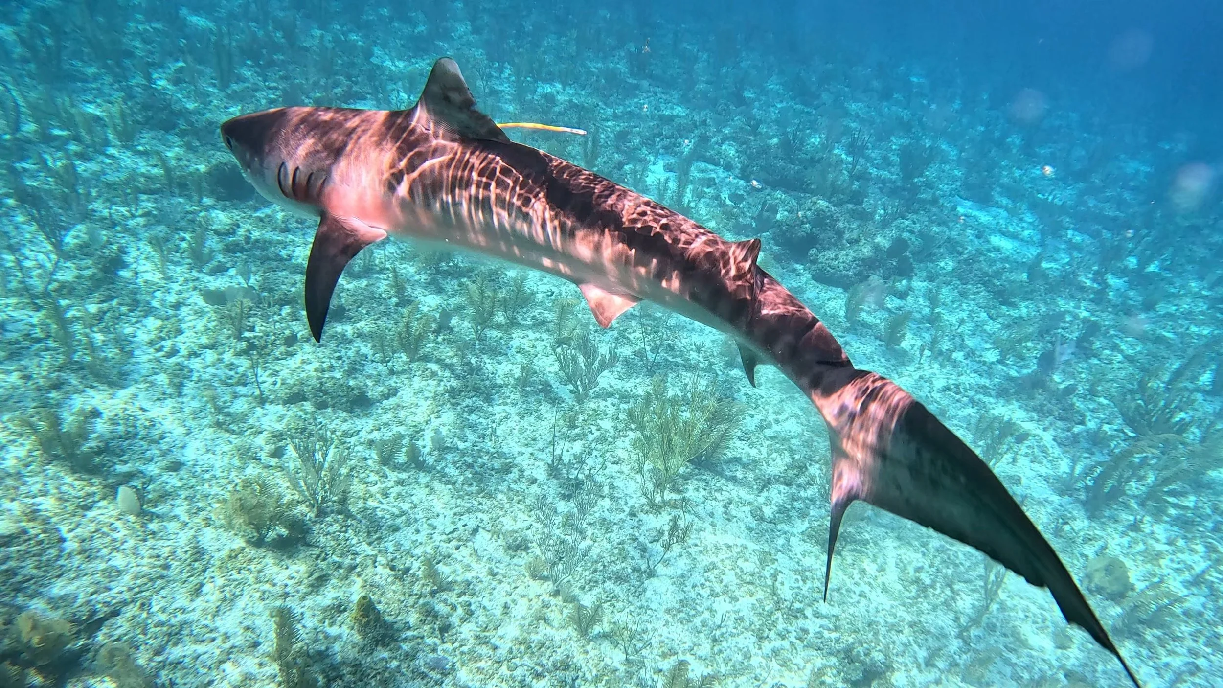 Saving the Blue - 501 c 3 - Nonprofit - Sharks - Shark - Shark Tag - Shark Tagging - Marine Biology - Shark Research - Bahamas - Florida - Shark Researcher - Beach Clean - Shark Nonprofit - Help Sharks - Save Sharks - Hammerhead - Sawfish - Tiger