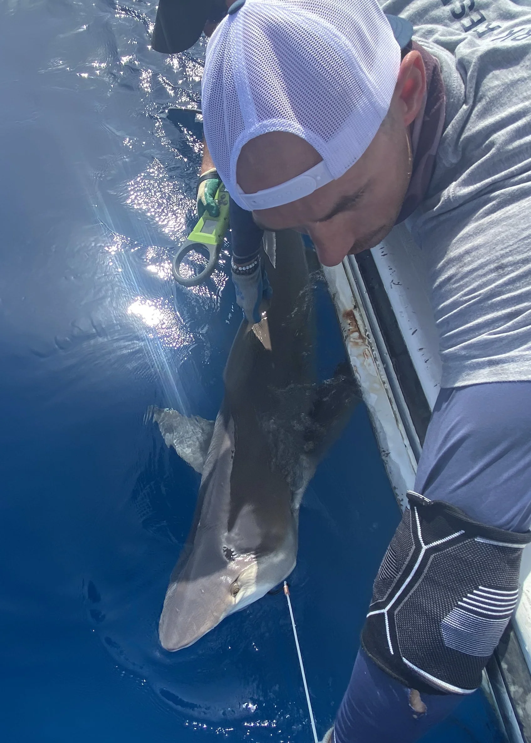 Sandbar Shark Adoption