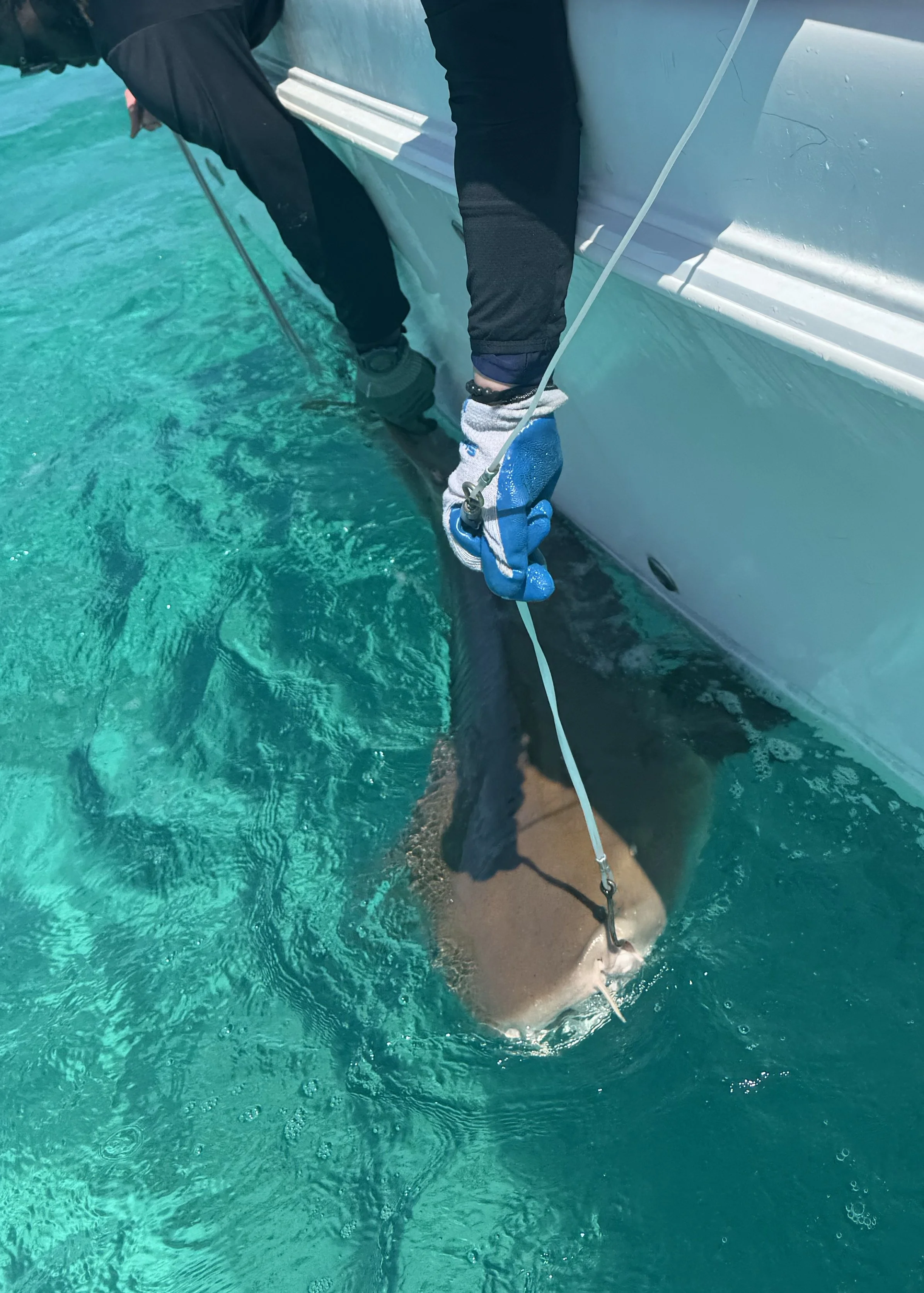 Nurse Shark - Female 220cm