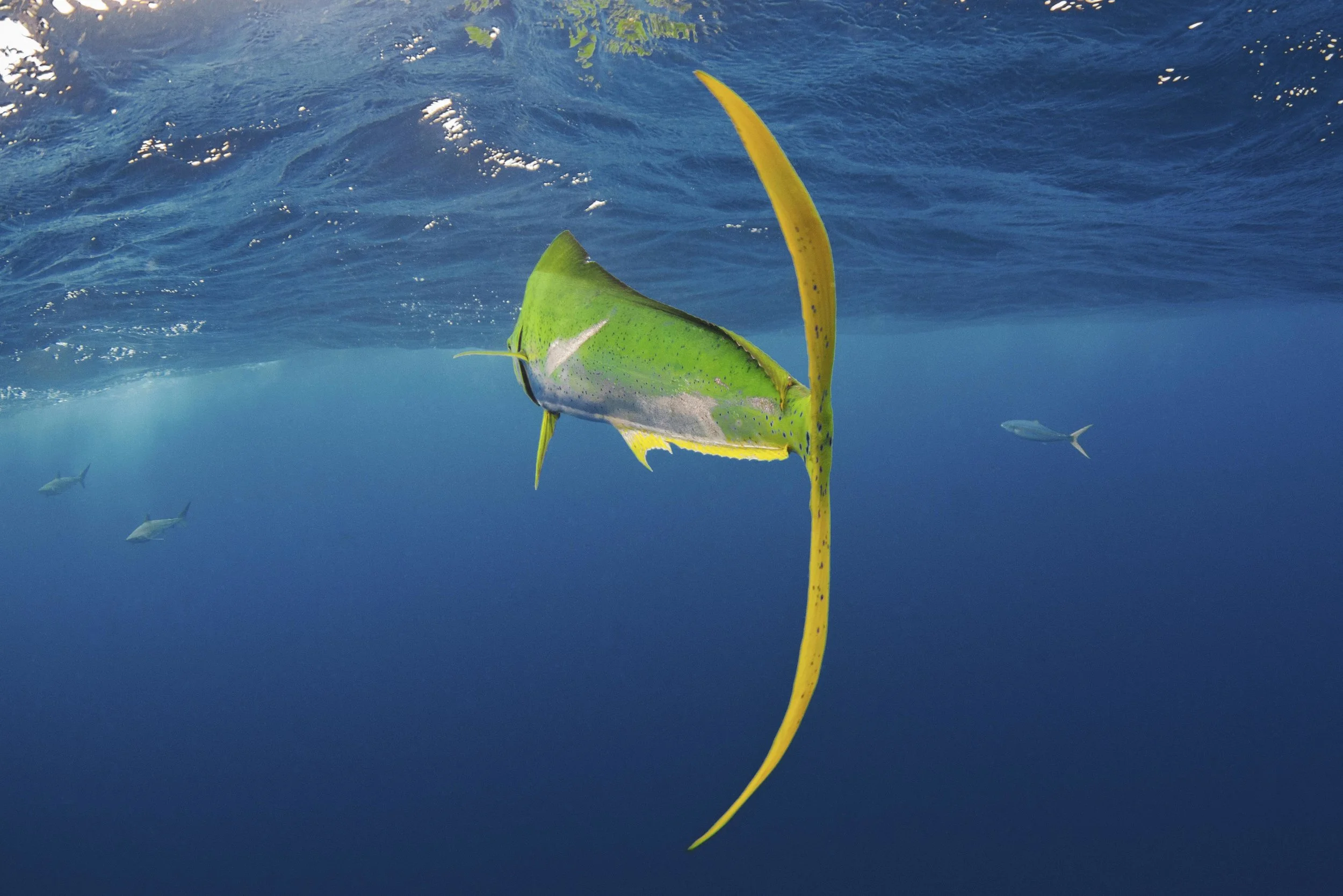 saving the blue - bbc - bbc blue planet live - blue planet - the bbc - tiger shark - lemon shark - silky shark -sawfish - mahi - mahi mahi - dorado - dolphin fish -  annie guttridge - dr tristan guttridge - silky sharks - shark -shark - shark resear…