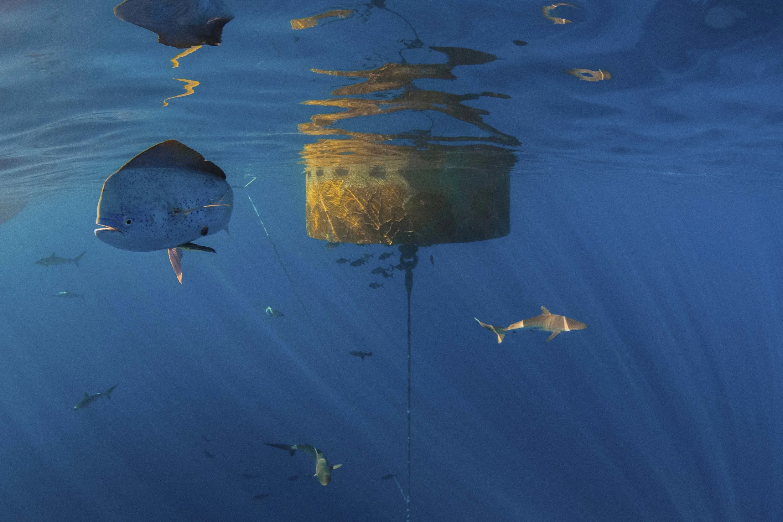 A large Mahi Mahi confidently mixes with over 25 silky sharks.