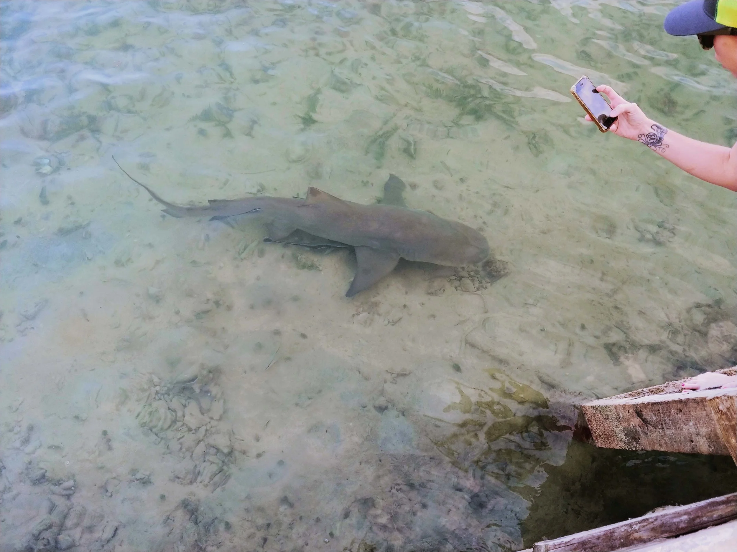 saving the blue - bbc - bbc blue planet live - blue planet - the bbc - tiger shark - lemon shark - silky shark -sawfish - mahi - mahi mahi - dorado - dolphin fish -  annie guttridge - dr tristan guttridge - silky sharks - shark -shark - shark resear…
