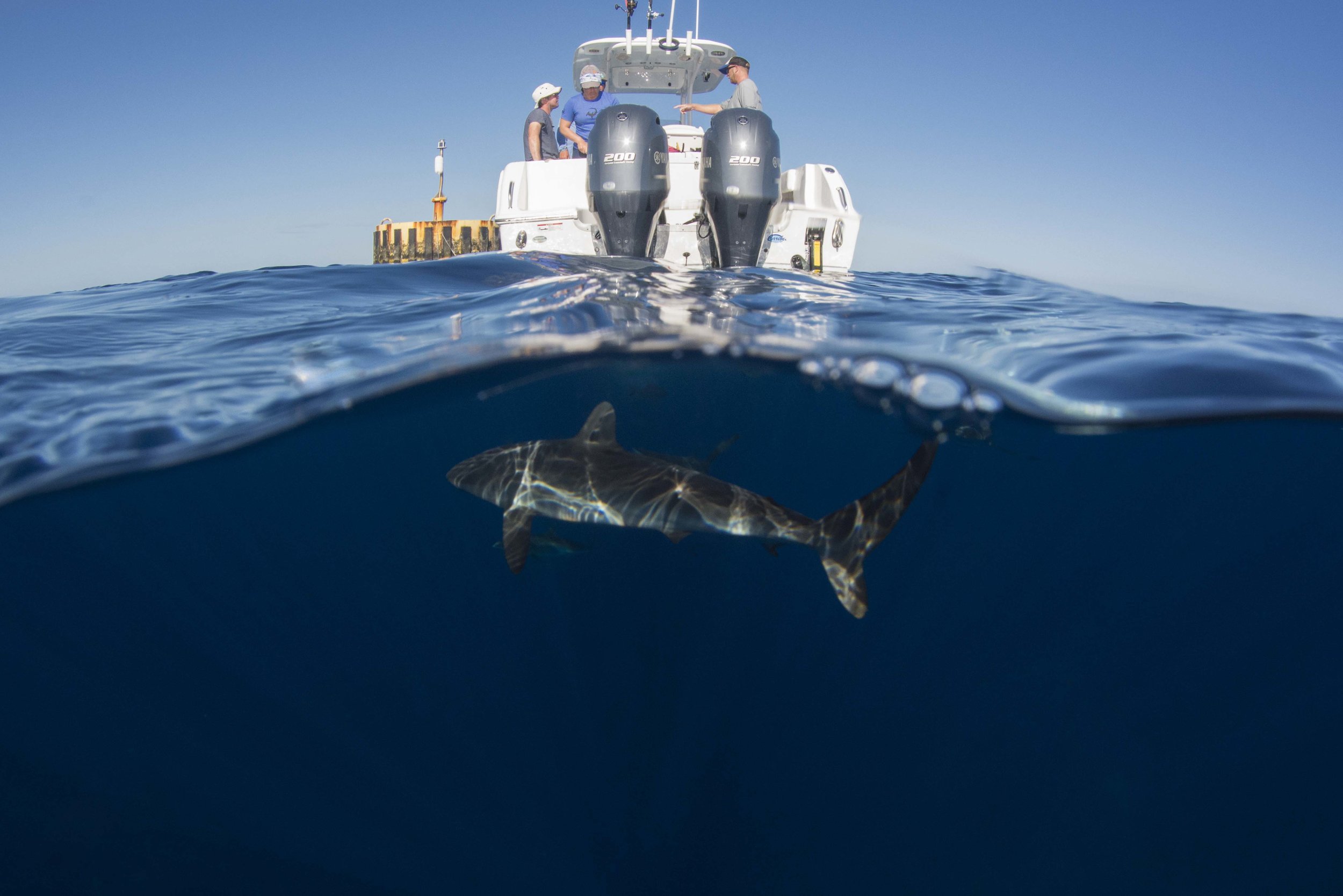 Day two saw dead flat, calm seas, over 25 sharks, mahi mahi, and an incredible amount of other life.