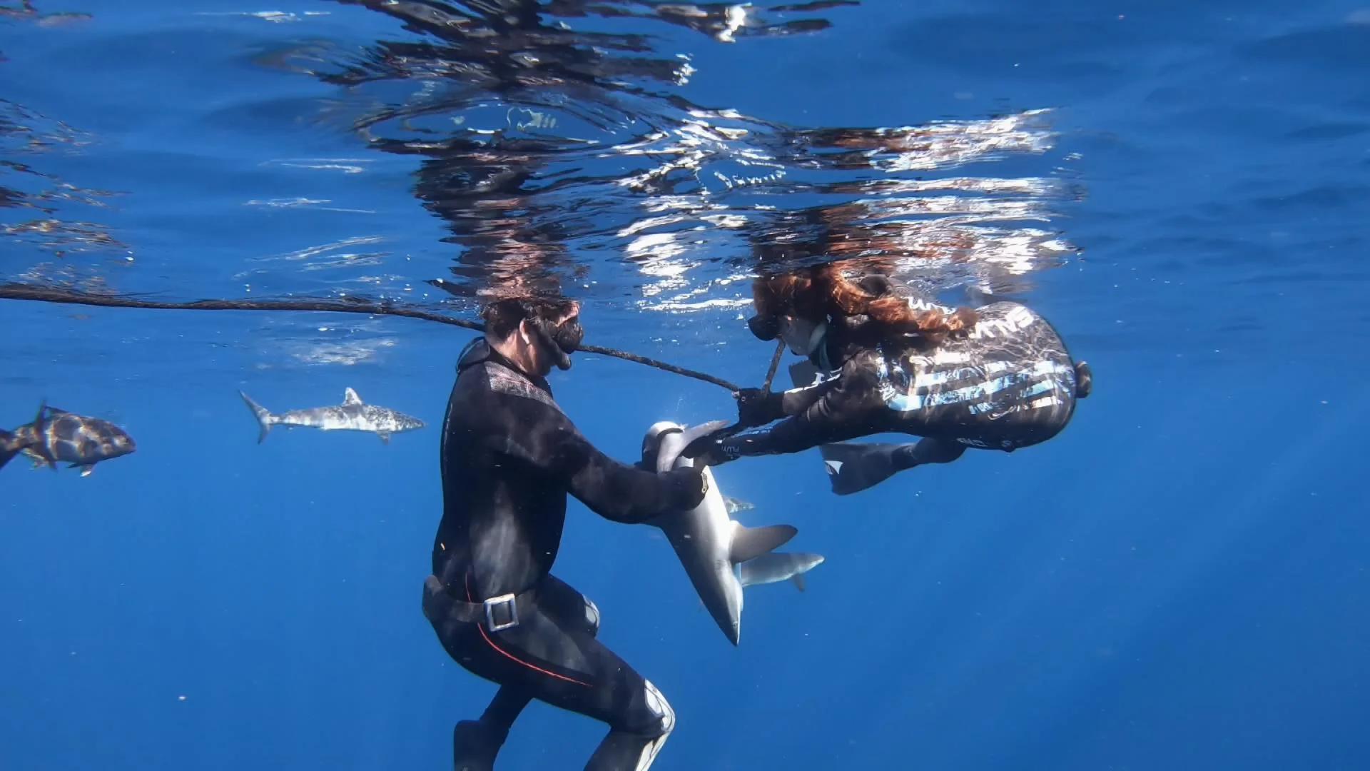 silky shark capture underwater.jpg