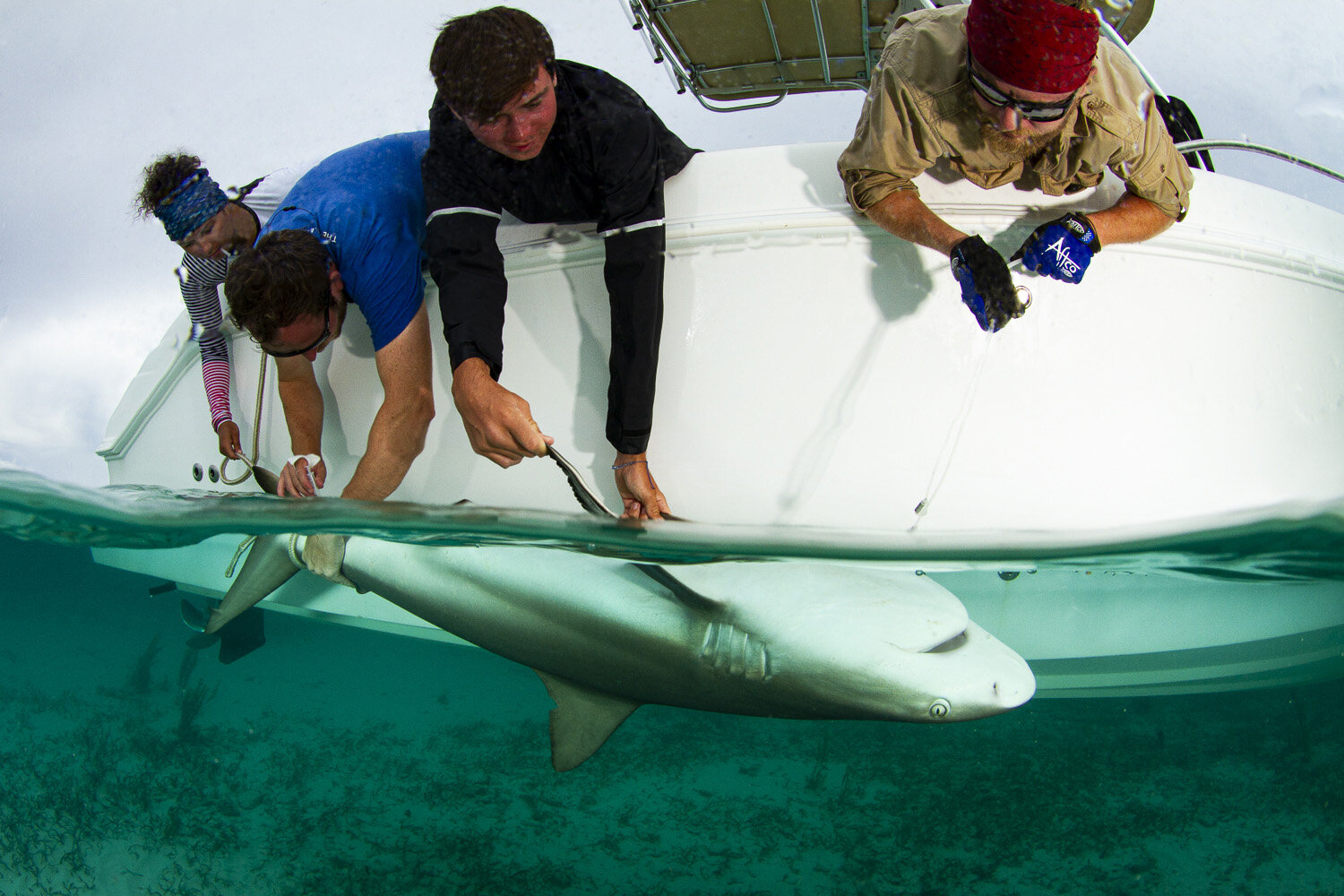 saving the blue - silky shark - annie guttridge - dr tristan guttridge - silky sharks - shark -shark - shark research - science - marine biology - andros - bahamas - diving - diver - green living - school - eco tourism - matthew potenski.jpg