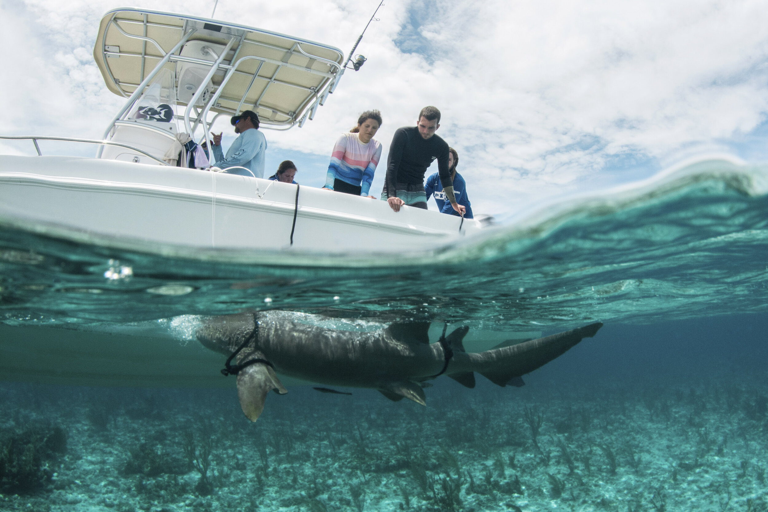 saving the blue - silky shark - annie guttridge - dr tristan guttridge - silky sharks - shark -shark - shark research - science - marine biology - andros - bahamas - diving - diver - green living - school - eco tourism - split.jpg