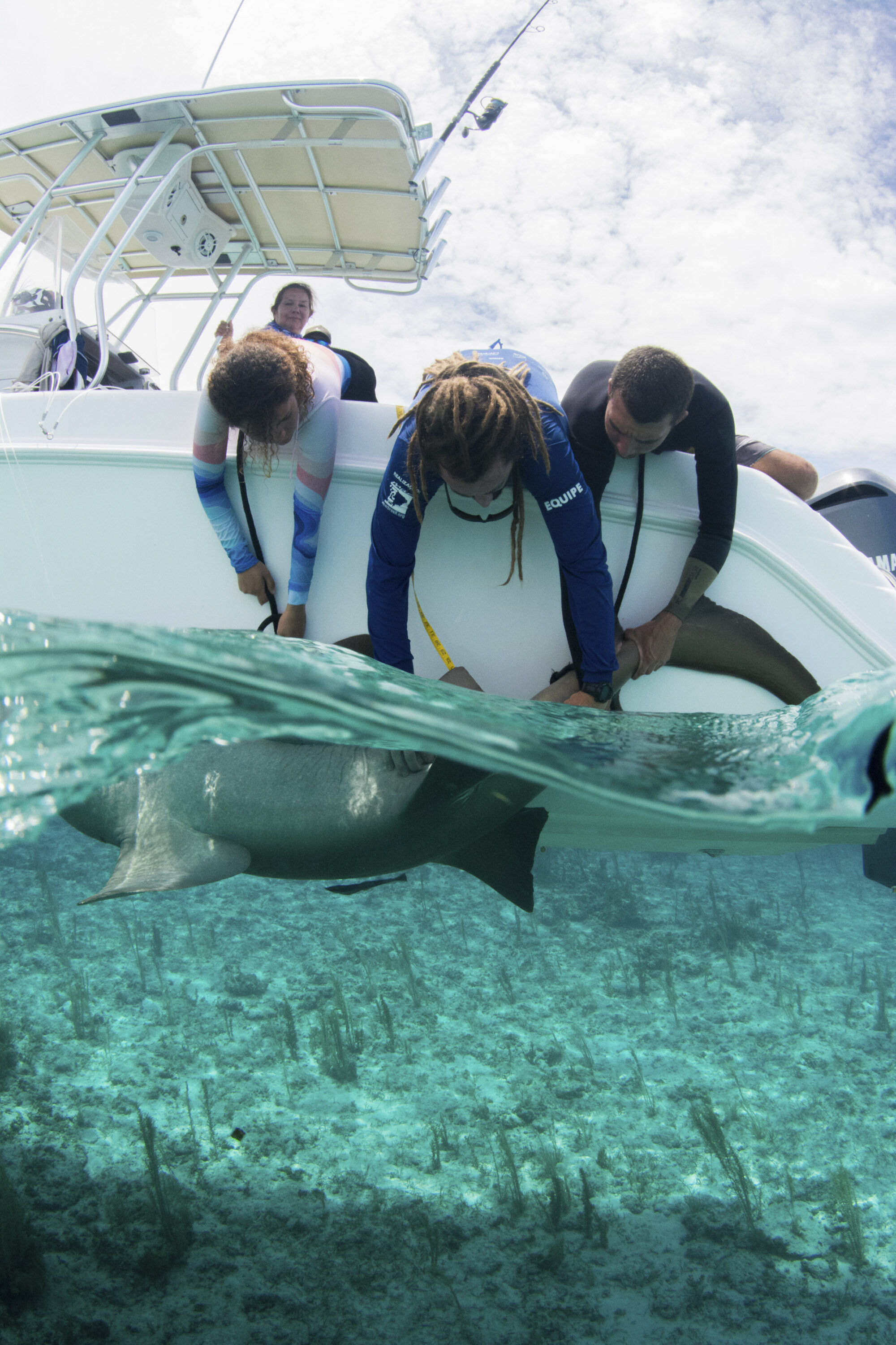 saving the blue - silky shark - annie guttridge - dr tristan guttridge - silky sharks - shark -shark - shark research - science - marine biology - andros - bahamas - diving - diver - green living - school - eco tourism .jpg