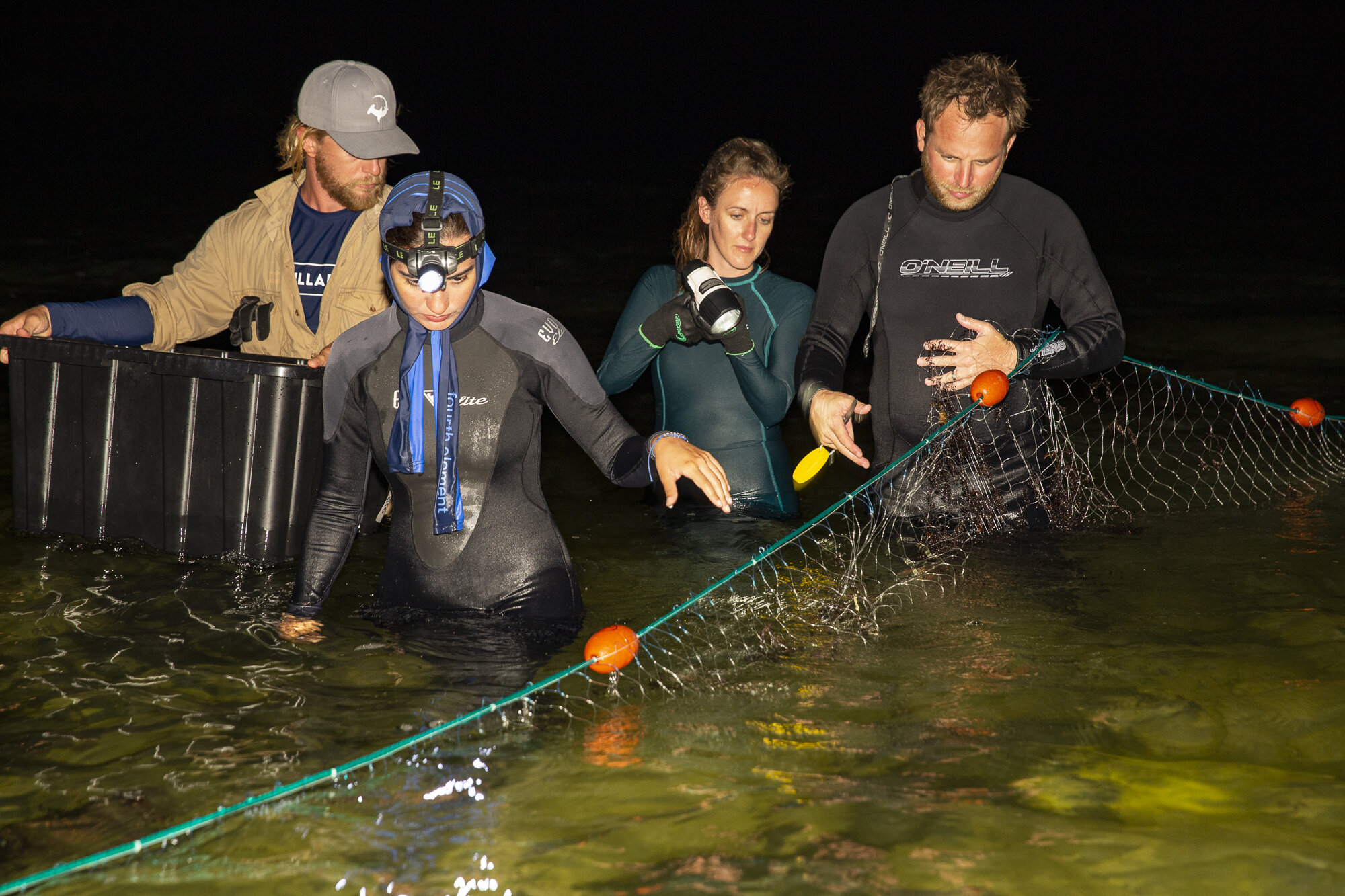 saving the blue - silky shark - annie guttridge - dr tristan guttridge - silky sharks - shark -shark - shark research - science - marine biology - andros - bahamas - diving - diver - green living - school - eco tourism - gillnet.jpg