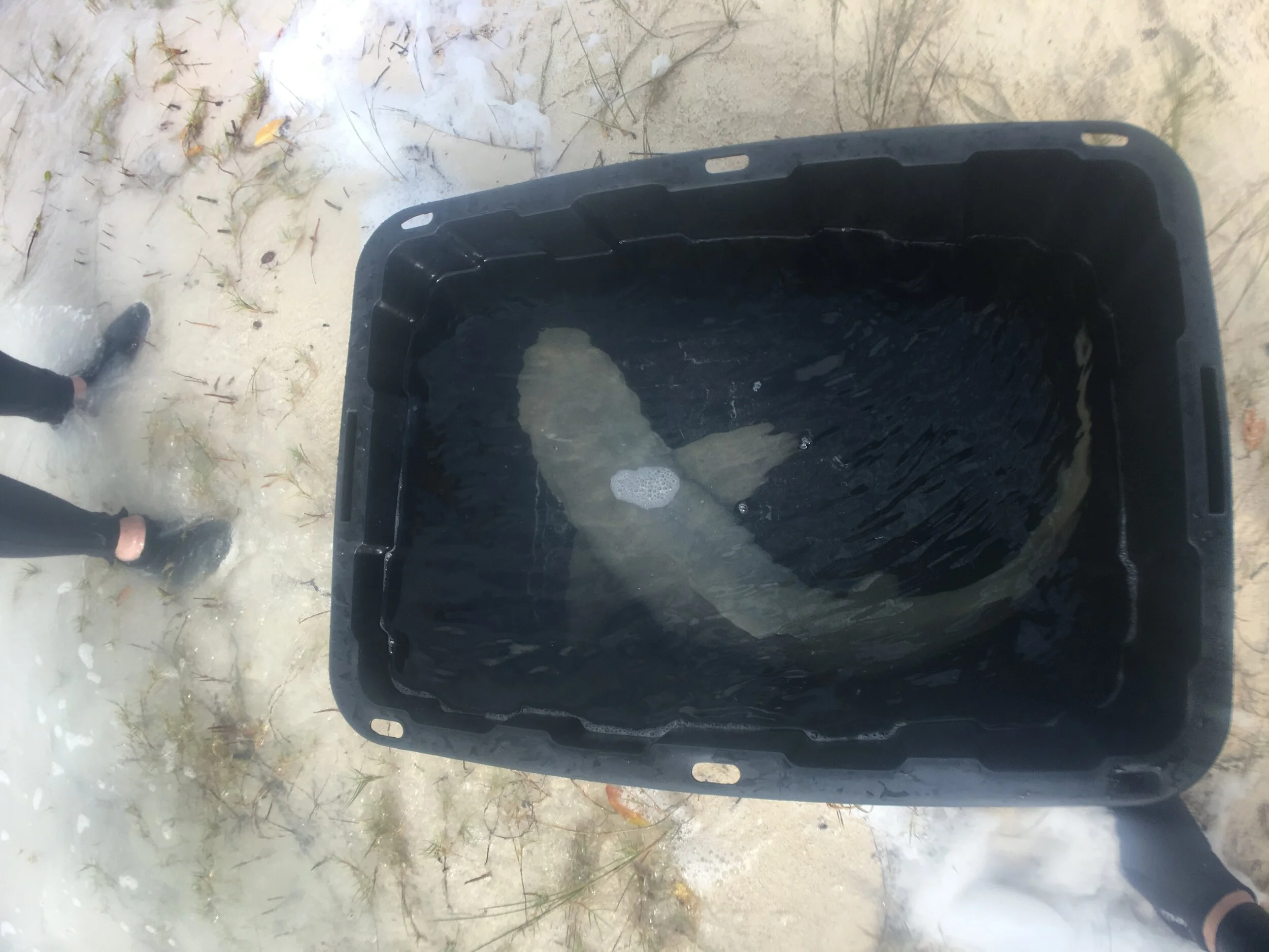 Adoption Pending - Islas Spot - Female - 3DD.003D3AB037 - PC 80cm - TL 103cm - DNA yes.JPG