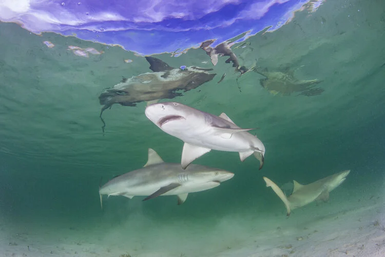 Silent Hunter - Annie Dr Tristan Guttridge -Sharks - Shark - Hammerhead - The Bahamas - Andros - Shark Diving - Eco - Eco Tourism - Matthew Potenski.jpg
