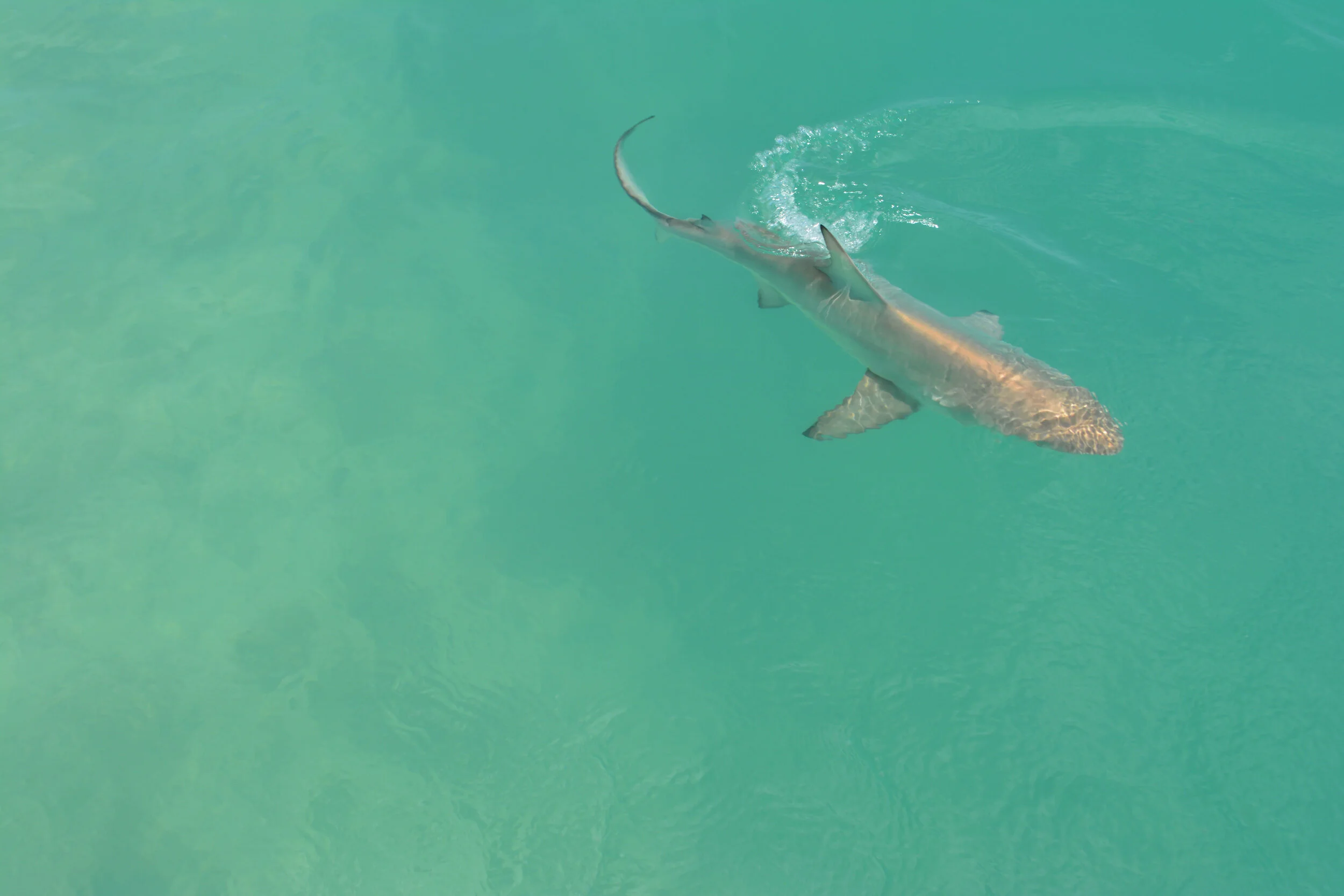 Blacktip- Insta.jpg