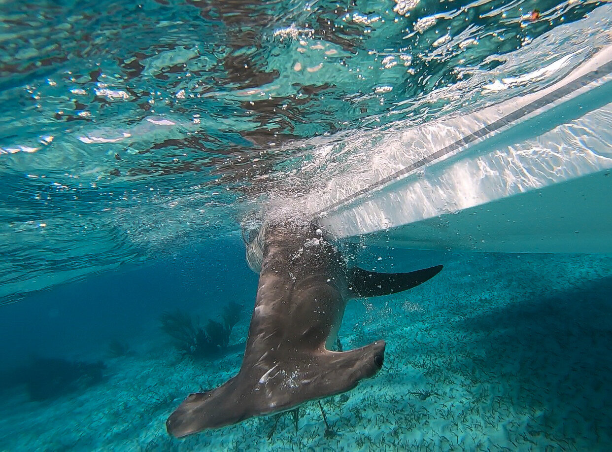 Master Captain Wesley Gray