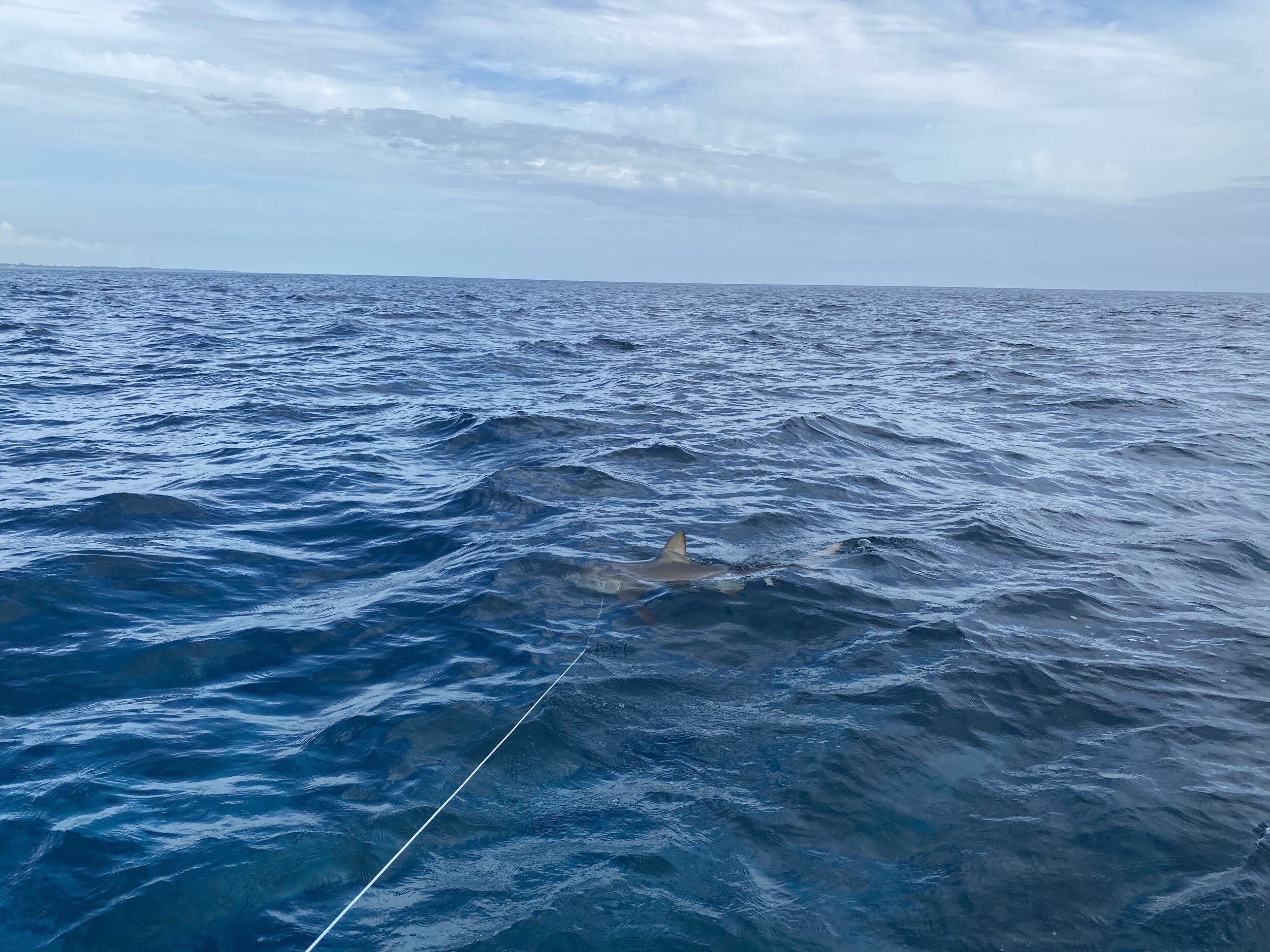 LOLA Zamora Shark-ma