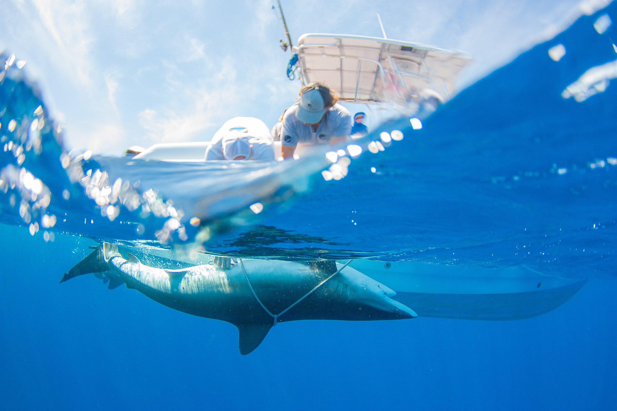 Silky Shark Adoption