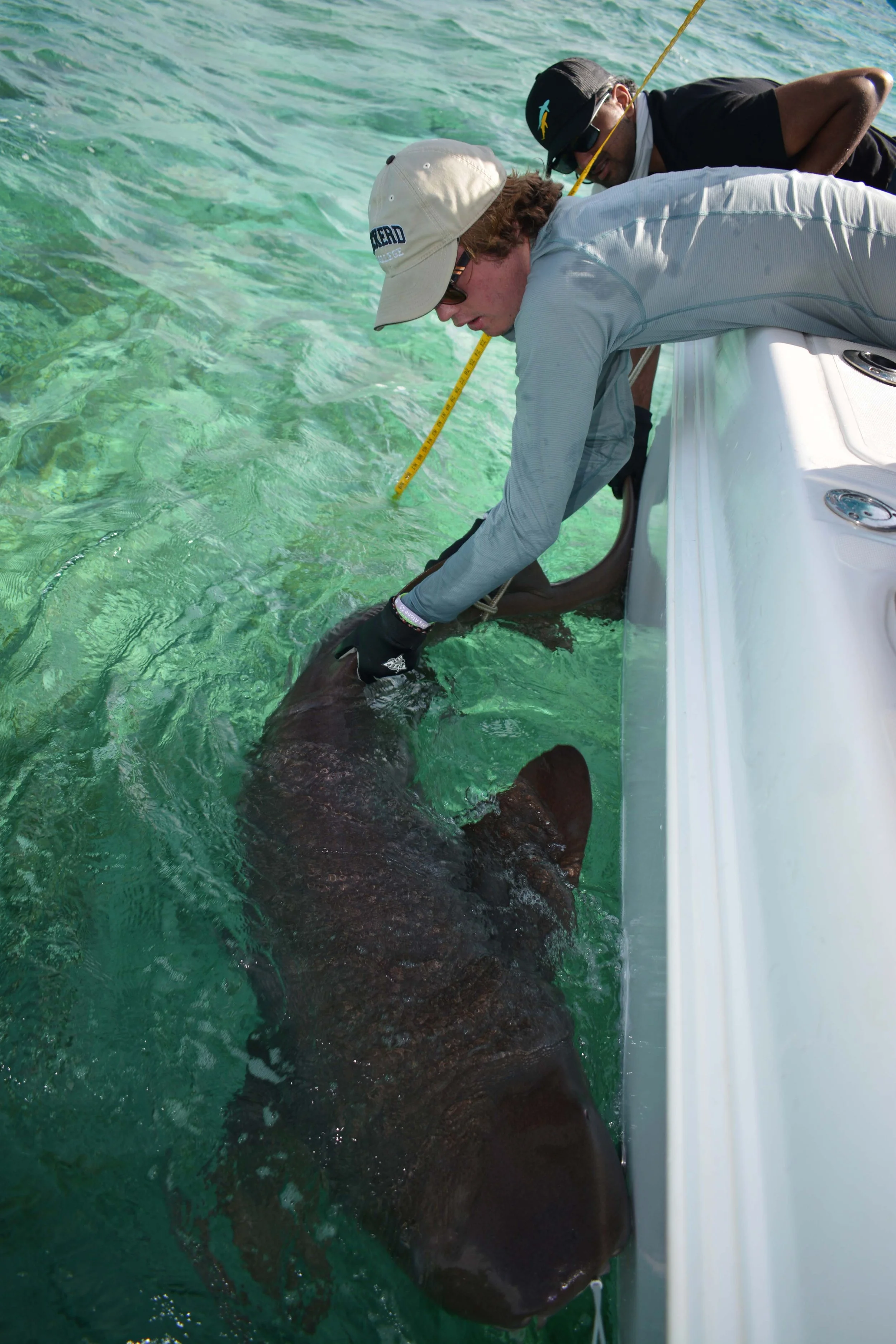 Saving the Blue - Annie Guttridge - Vital Heim - Sharks - Shark -Bahamas - Great Hammerhead - Caribbean Reef Shark - Nurse Shark - Nonprofit - 501c3 - Shark Research - Marine Biology - Shark Tagging - Marine Bio  - Lecture