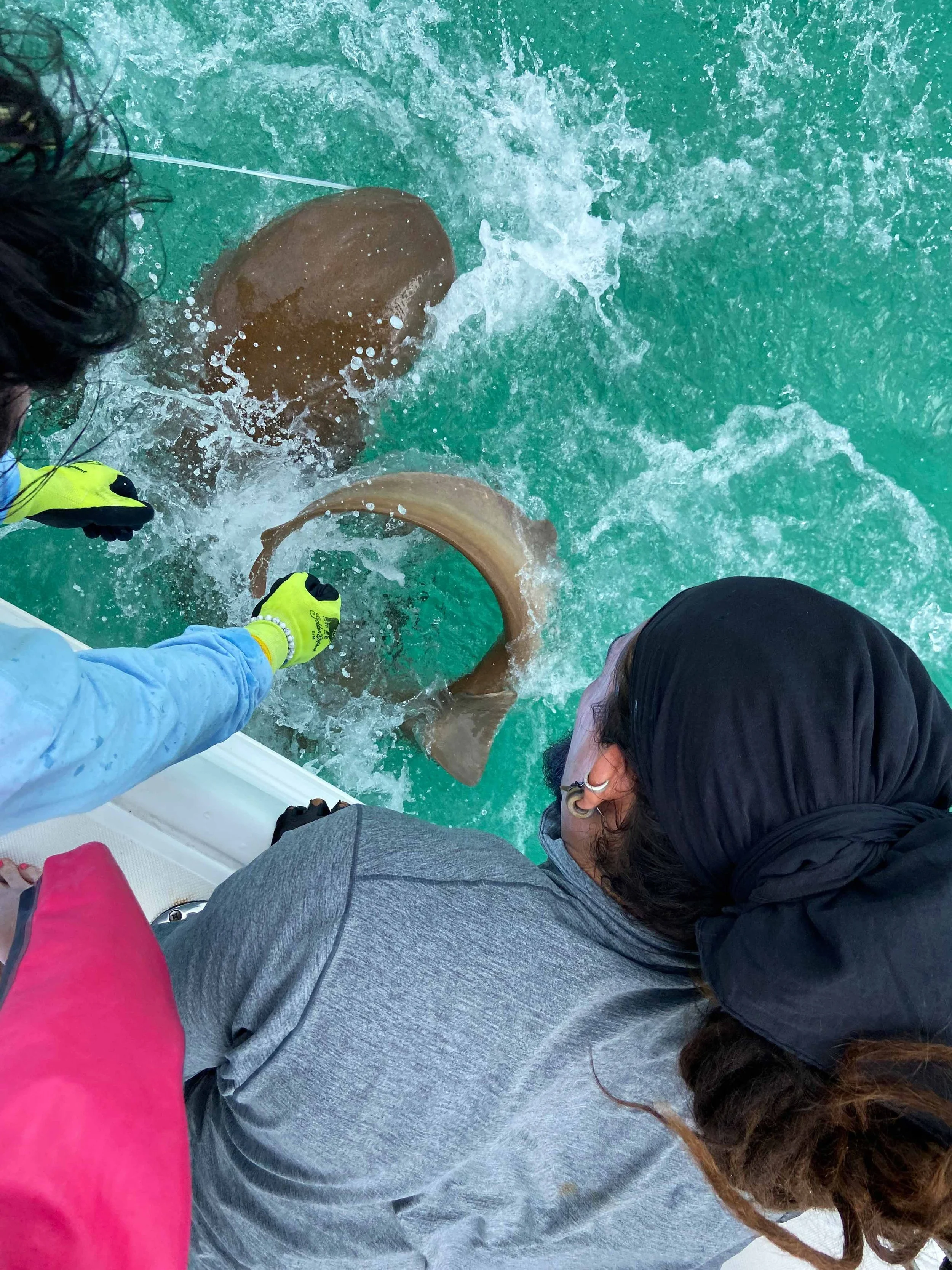 Saving the Blue - Annie Guttridge - Vital Heim - Sharks - Shark -Bahamas - Great Hammerhead - Caribbean Reef Shark - Nurse Shark - Nonprofit - 501c3 - Shark Research - Marine Biology - Shark Tagging - Marine Bio  - Lecture