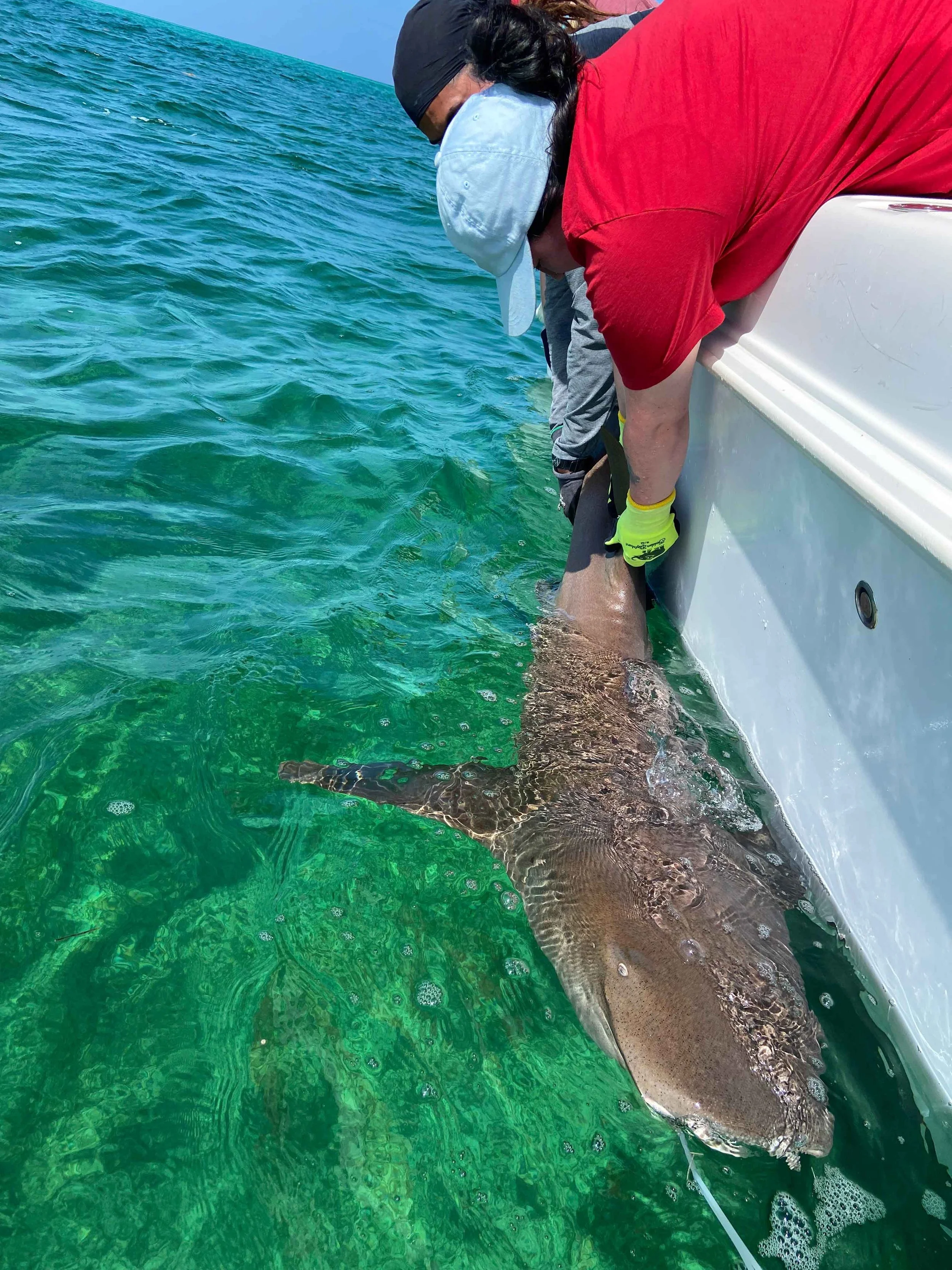 Saving the Blue - Annie Guttridge - Vital Heim - Sharks - Shark -Bahamas - Great Hammerhead - Caribbean Reef Shark - Nurse Shark - Nonprofit - 501c3 - Shark Research - Marine Biology - Shark Tagging - Marine Bio  - Lecture