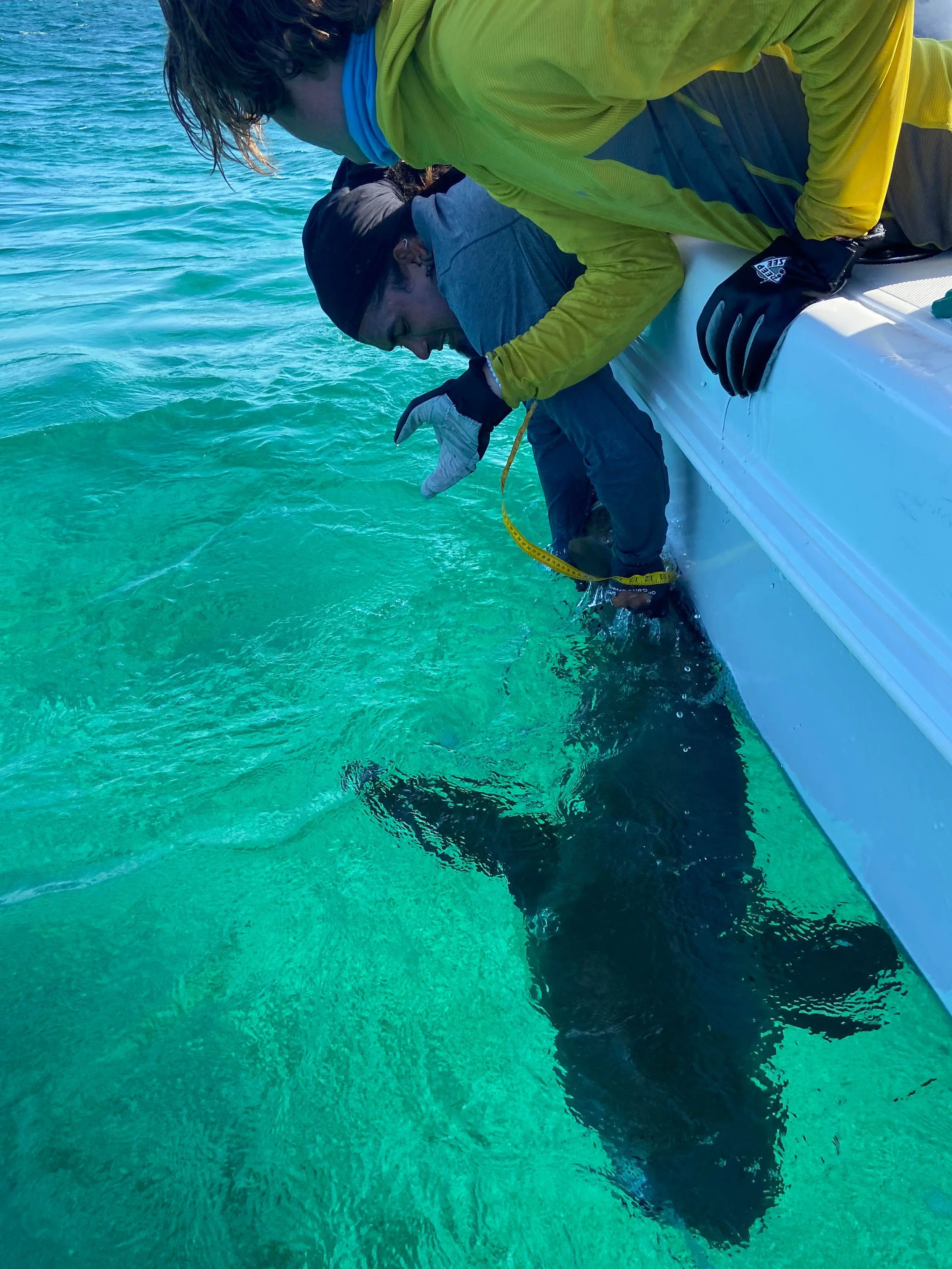 Saving the Blue - Annie Guttridge - Vital Heim - Sharks - Shark -Bahamas - Great Hammerhead - Caribbean Reef Shark - Nurse Shark - Nonprofit - 501c3 - Shark Research - Marine Biology - Shark Tagging - Marine Bio  - Lecture