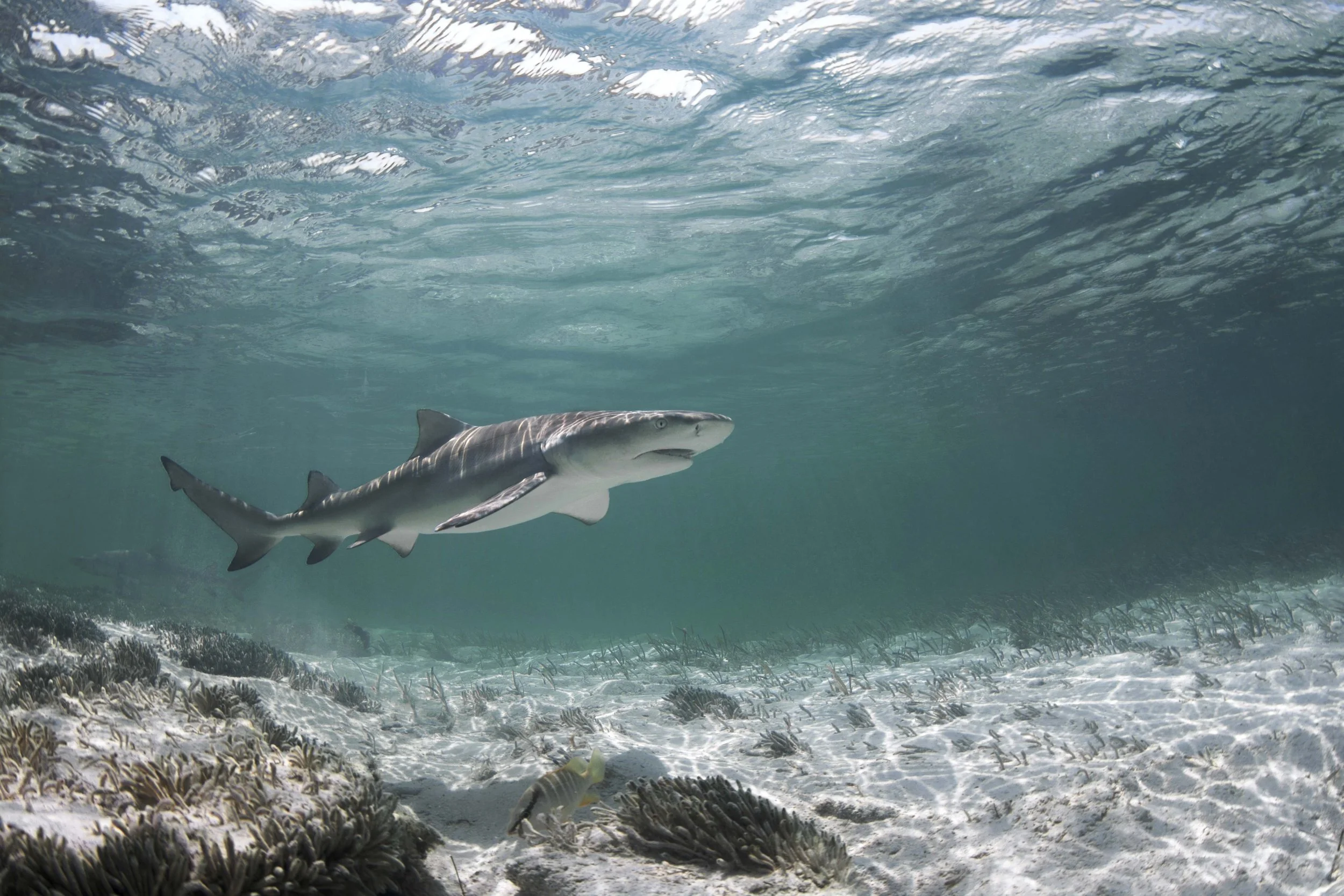 Shark Adoption - Adopt A Shark - Name A Shark - Sharks - Shark - Shark Week - Shark Week 2024 - Saving the Blue - Tristan Guttridge - Shark Cap - Great White - JAWS - Hammerhead