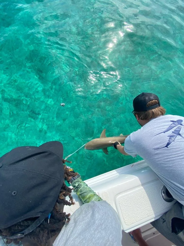 26th 945 blacknose .JPG