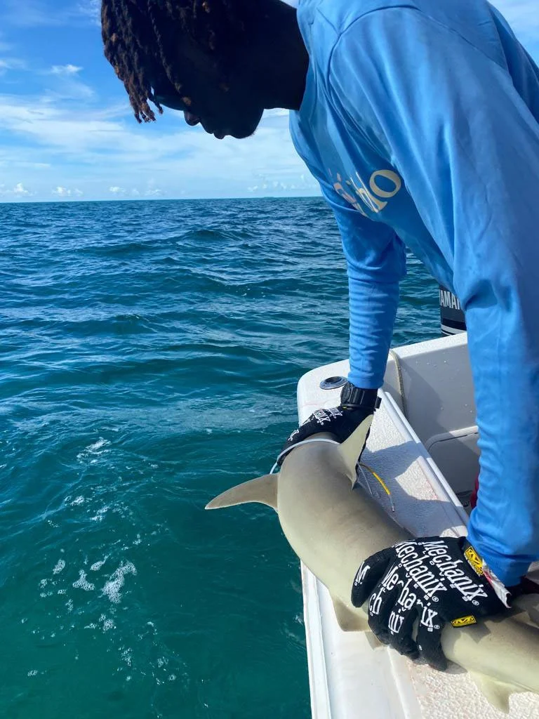 28th 10am blacknose 2.JPG