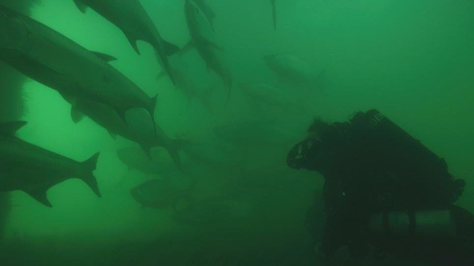 Shark Week - Shark Week 2022 - Rise Of The Monster Hammerheads - Dr Tristan Guttridge - Annie Guttridge - Andy Casagrande - ABC4Explore - ABC - Andros - Bahamas - Florida Keys - Big Moe - Great Hammerhead - Hammerhead - Shark - Sharks