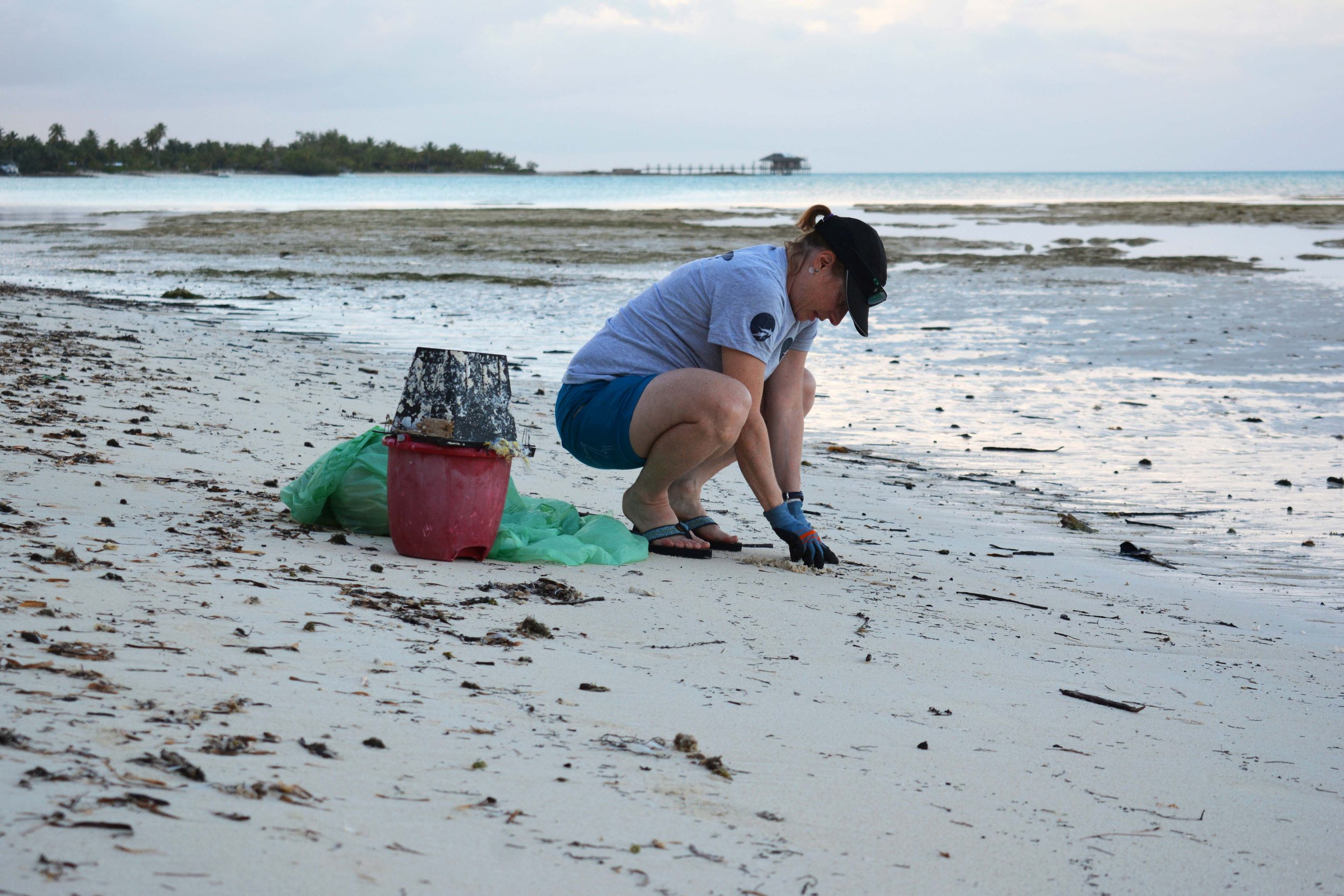 saving the blue - shark - sharks - shark research - shark course - marine biology - hammerhead - 501c3 - not for profit - bahamas - florida - shark certificate - nonprofit
