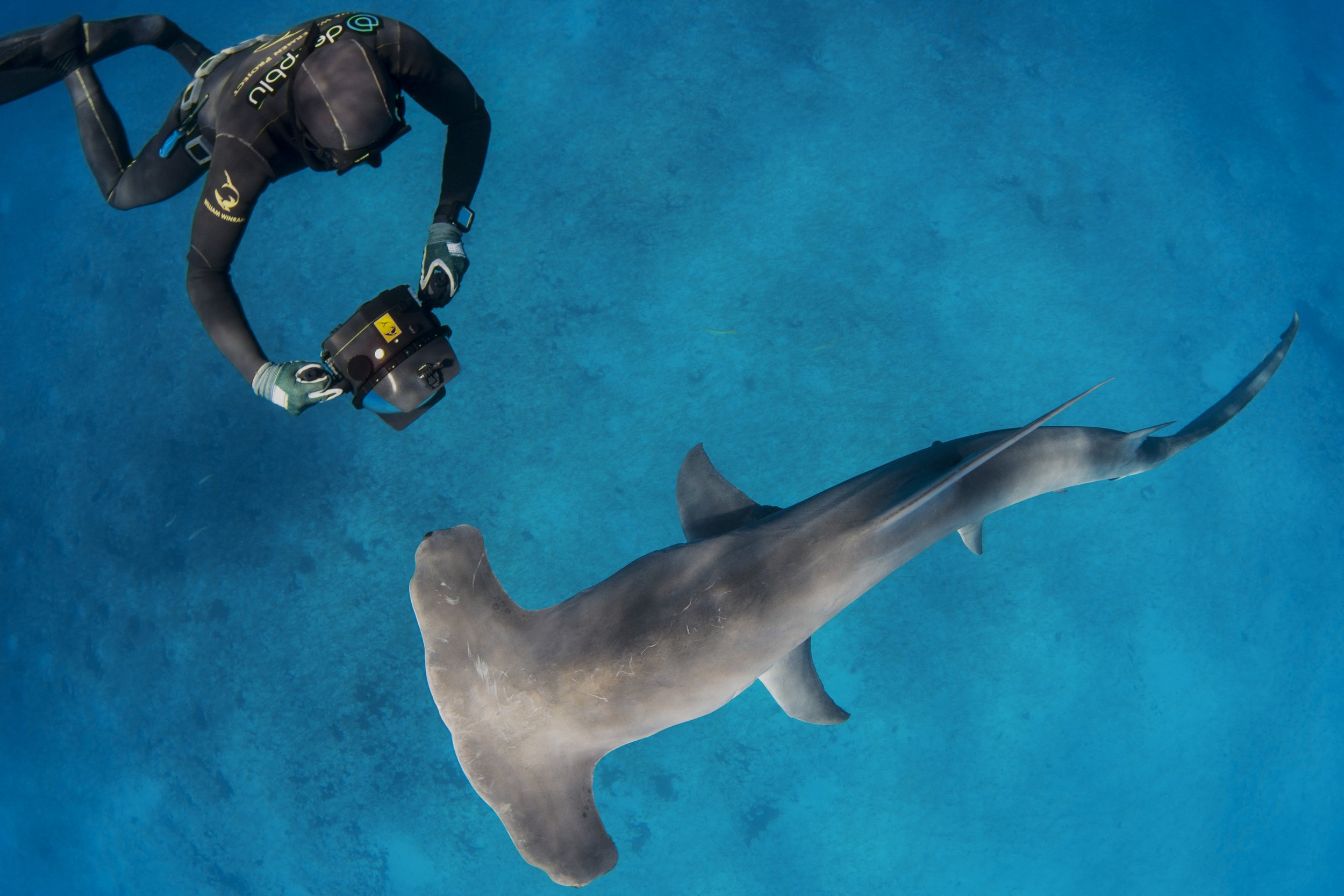 saving the blue - shark - sharks - shark research - shark course - marine biology - hammerhead - 501c3 - not for profit - bahamas - florida - shark certificate - nonprofit