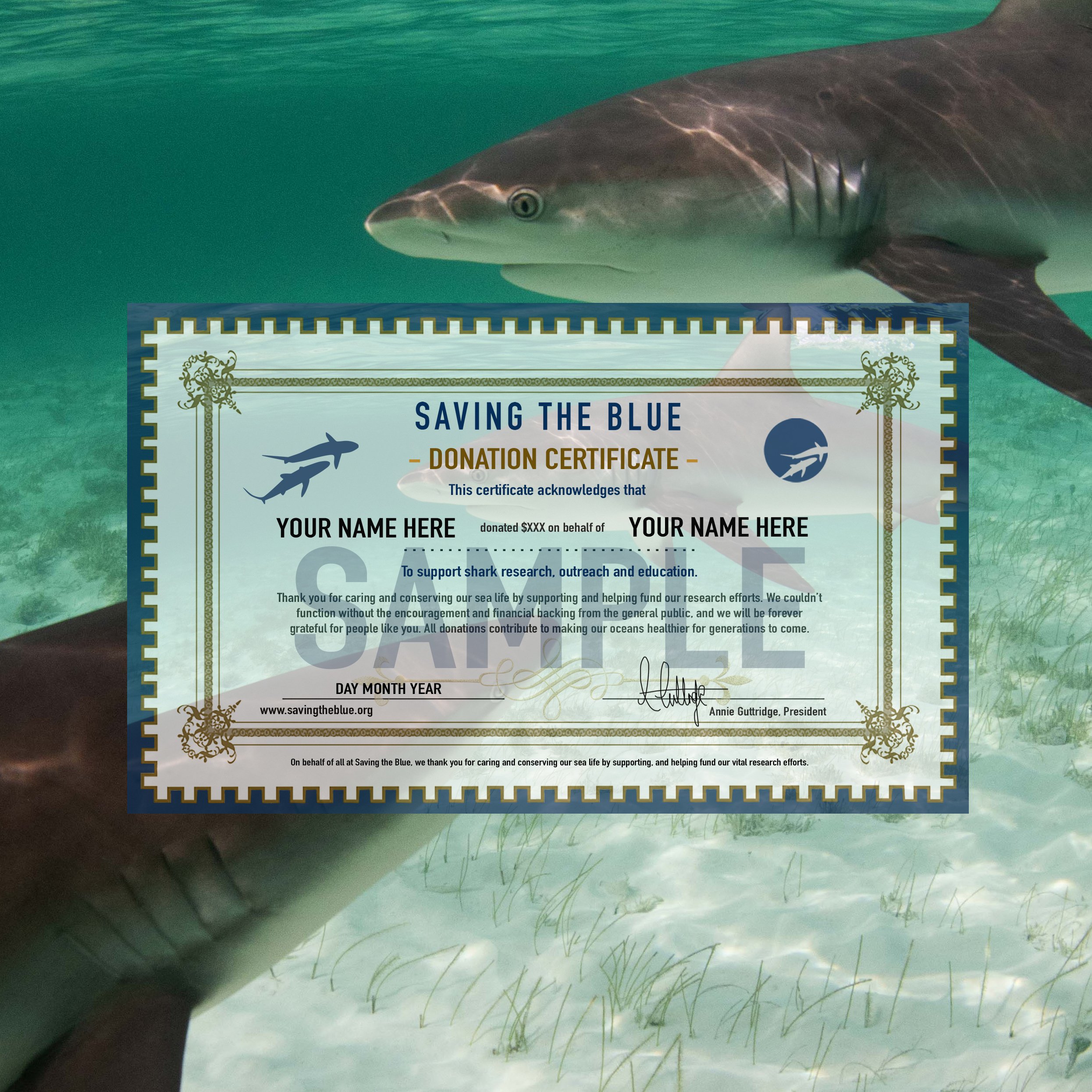 saving the blue - shark - sharks - shark research - shark course - marine biology - hammerhead - 501c3 - not for profit - bahamas - florida - shark certificate - nonprofit