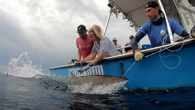 Silky-Shark-Tagging-Tristan-8-13-22-017.jpg