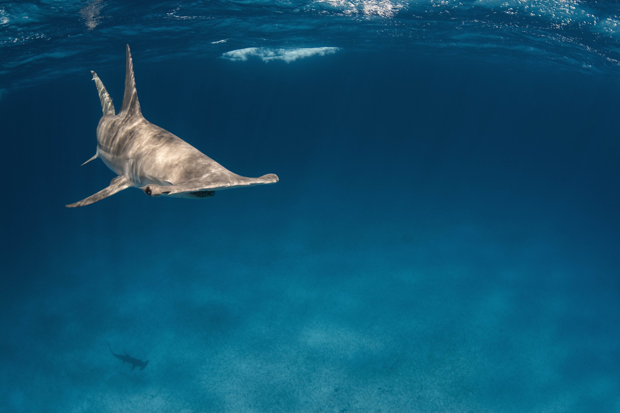 Symbolic Shark and Ray Adoptions — Saving the Blue