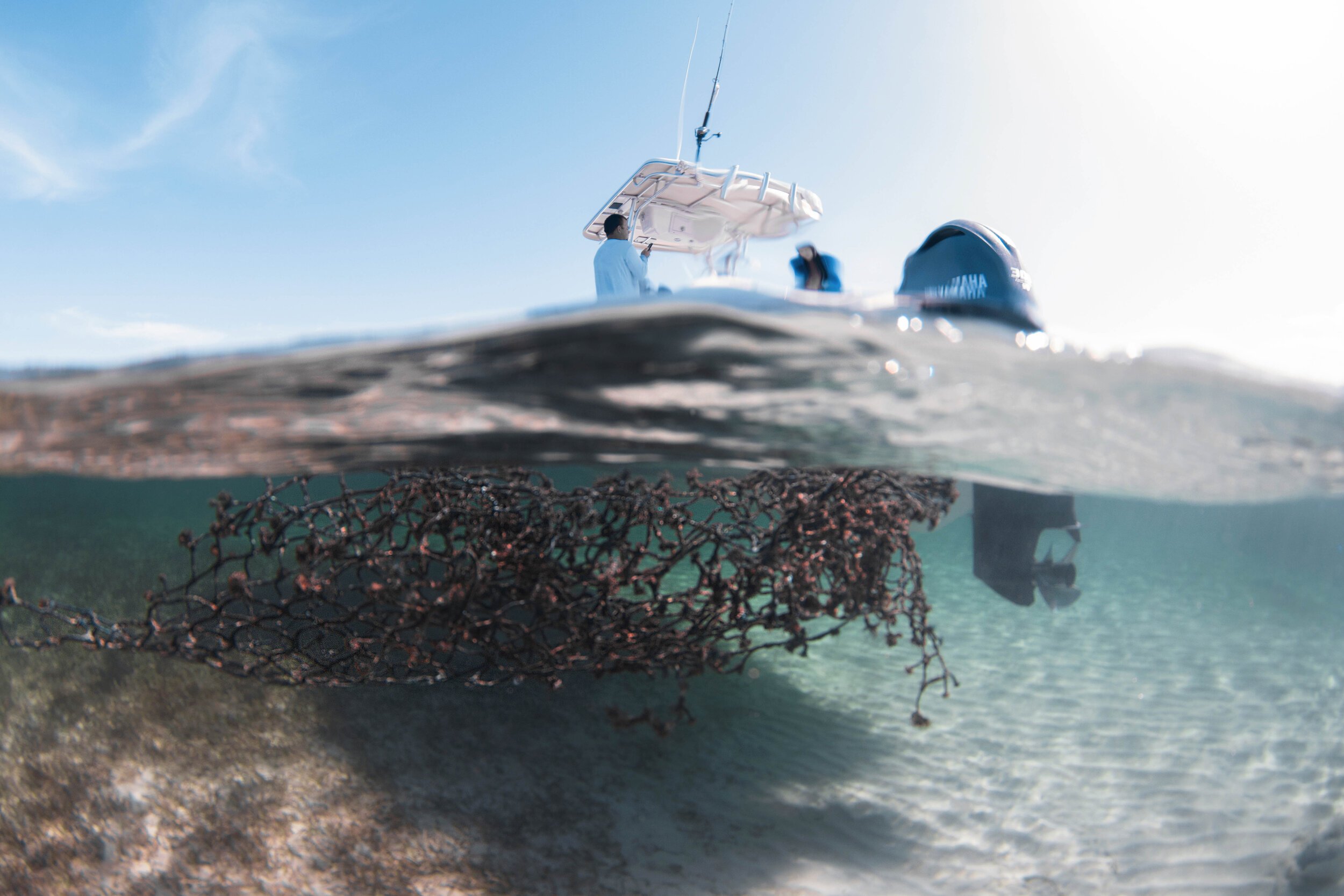 saving the blue - shark - sharks - shark research - shark course - marine biology - hammerhead - 501c3 - not for profit - bahamas - florida - shark certificate - nonprofit