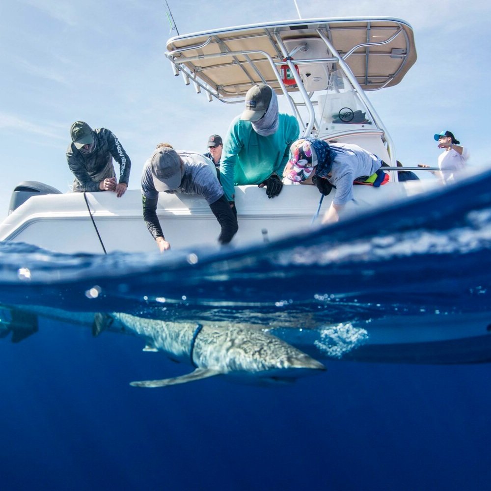 saving the blue - shark - sharks - shark research - shark course - marine biology - hammerhead - 501c3 - not for profit - bahamas - florida - shark certificate - nonprofit