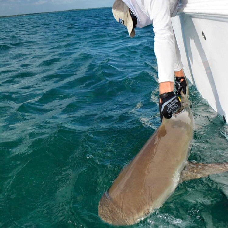saving the blue - shark - sharks - shark research - shark course - marine biology - hammerhead - 501c3 - not for profit - bahamas - florida - shark certificate - nonprofit